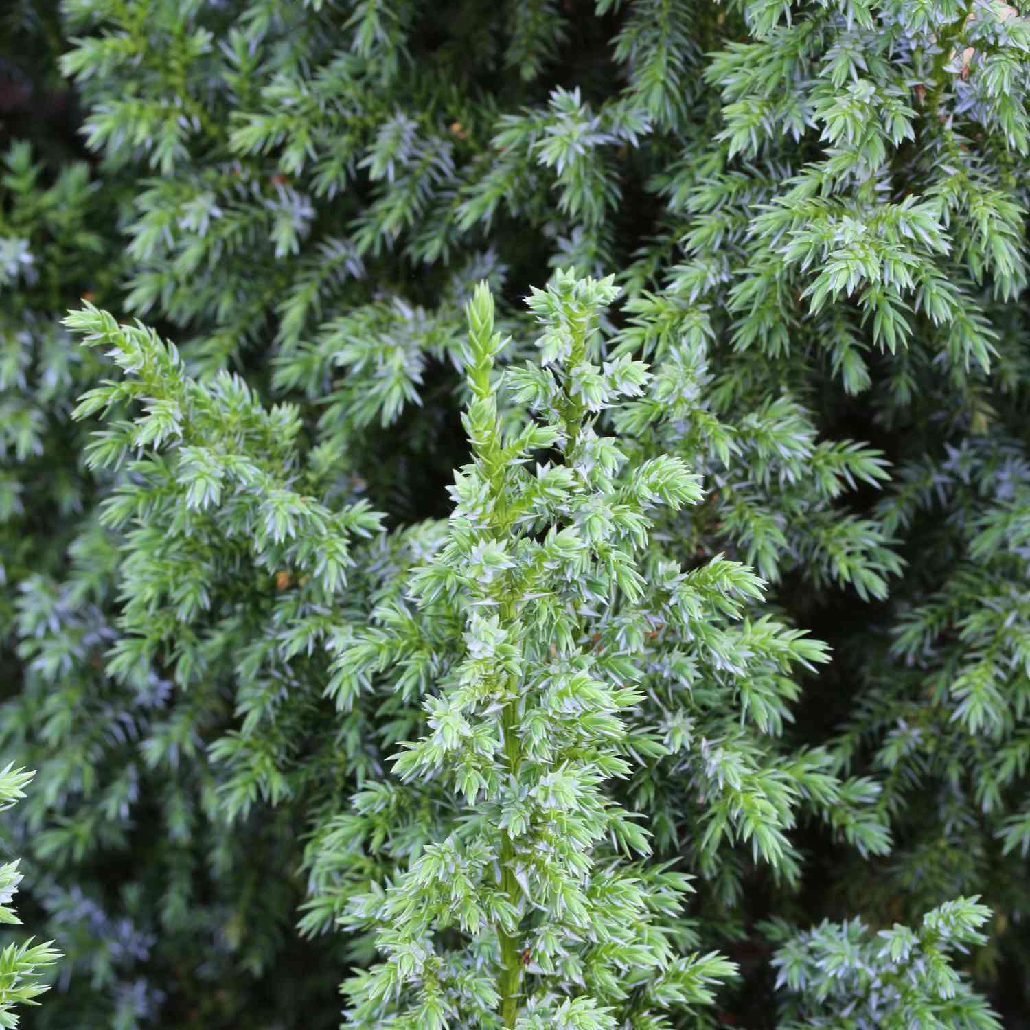 Bodenwacholder 'Loderi'