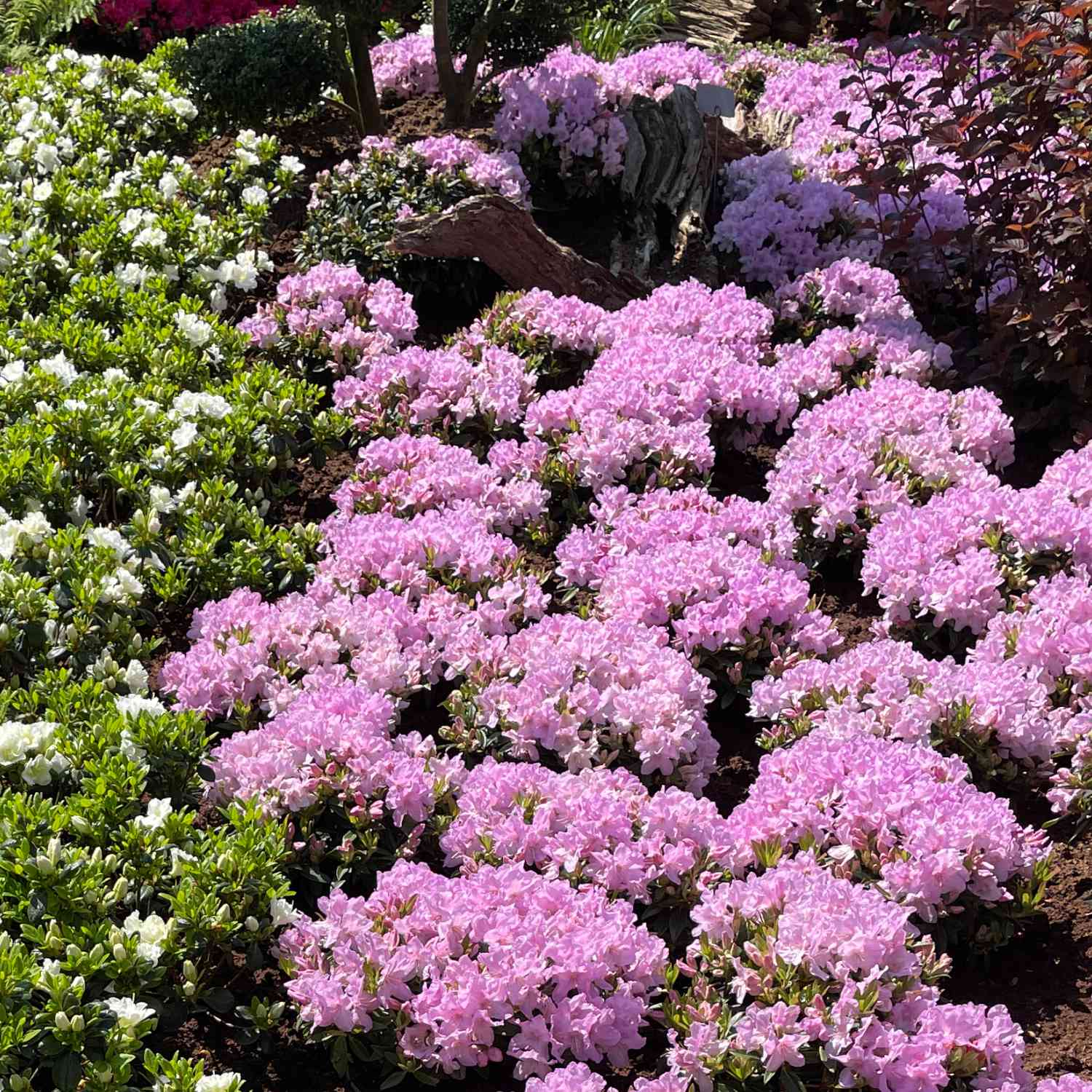 Chinesischer Zwergrhododendron 'Robert Seleger'