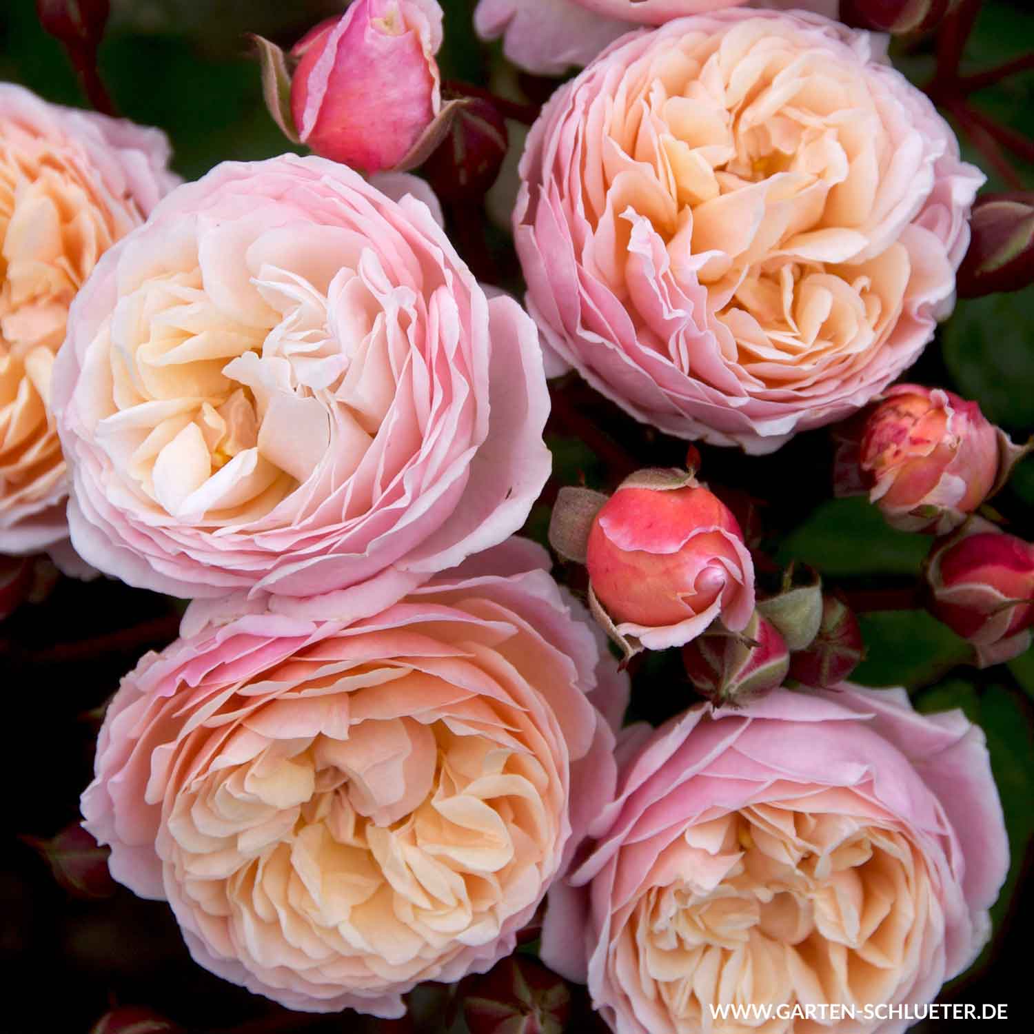 Kletterrose 'New Dreams®', 5 Liter, A-Qualität, 3 starke Triebe Liefergröße: drei starke Triebe