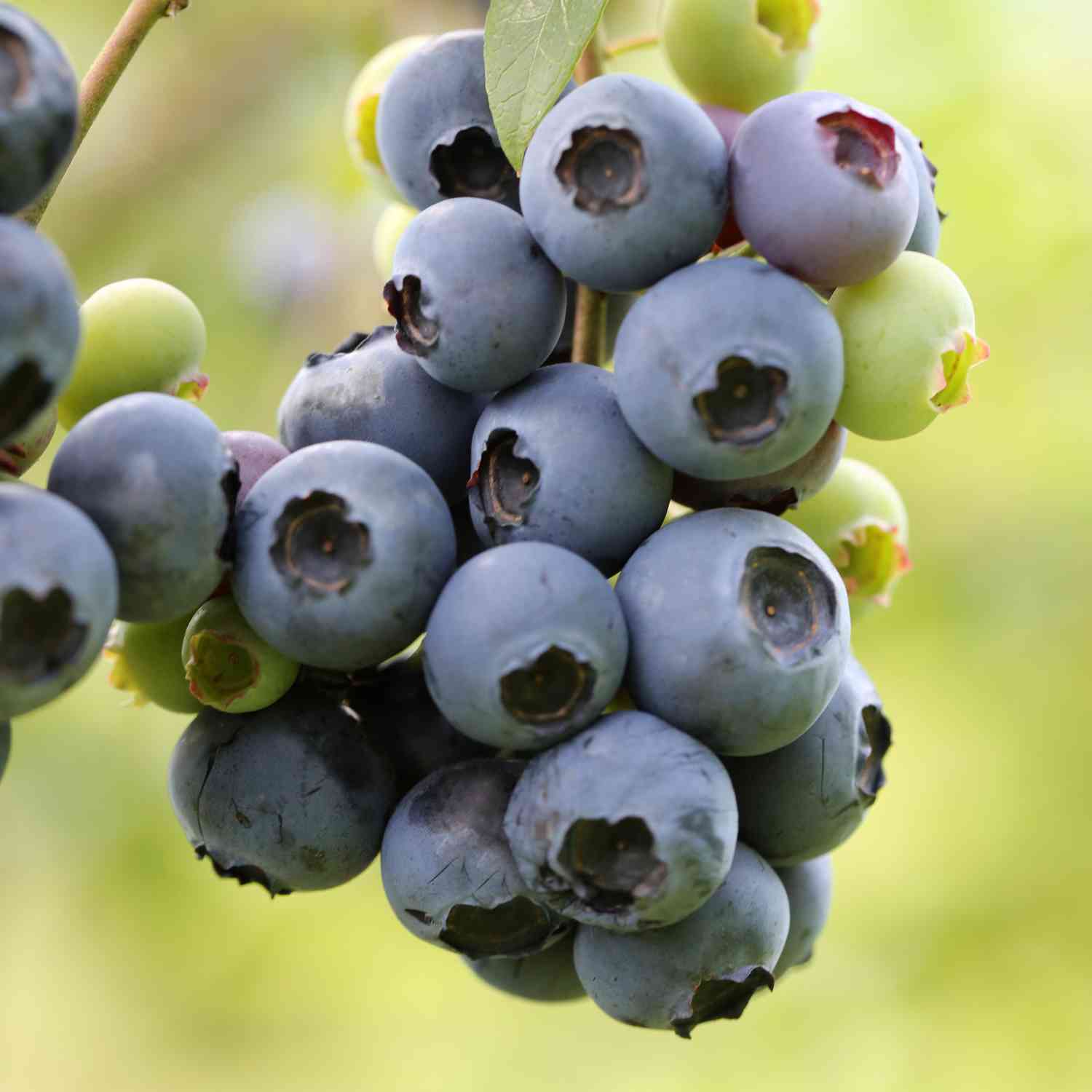Heidelbeere 'Bluejay'