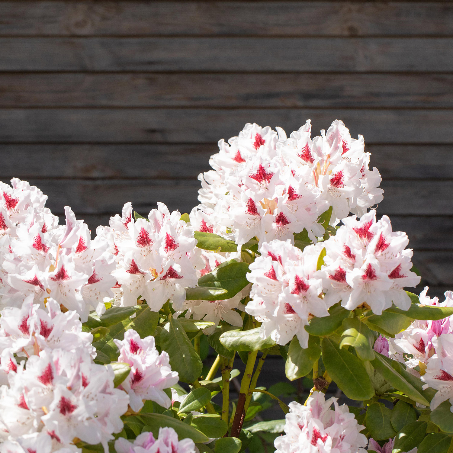 Rhododendron 'Schneeauge'