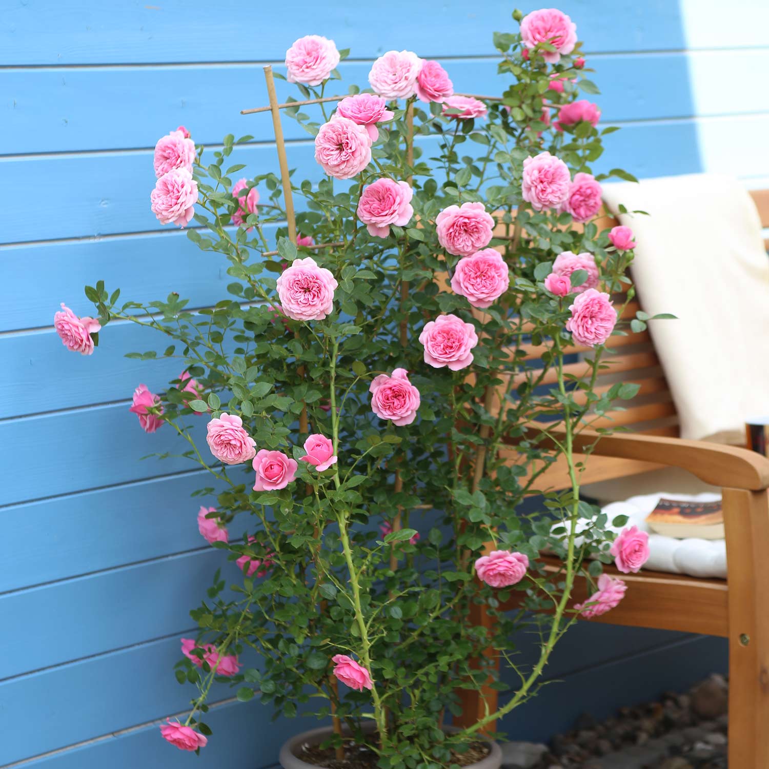 Zwerg-Kletterrose Starlet®Rose 'Eva' P2 Liefergröße: mindestens 3 starke Triebe