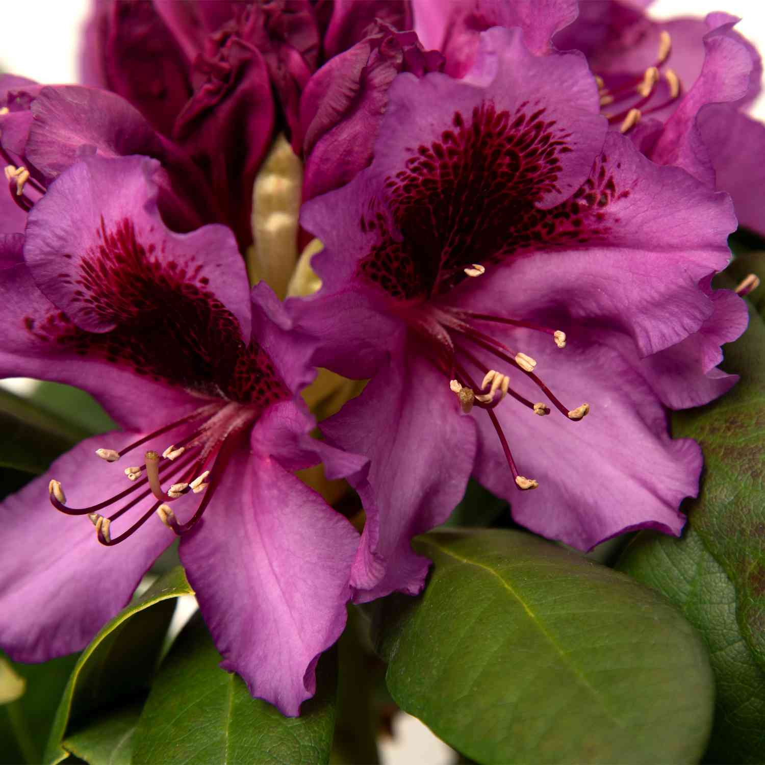 Rhododendron 'Marcel Menard' - Easydendron®