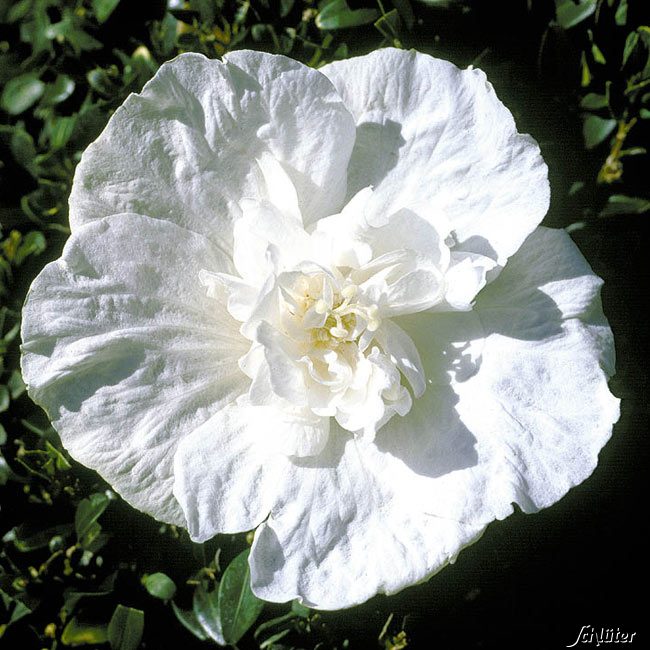 Kategorie <b>Produkt nicht gewünscht </b> - Garteneibisch 'White Chiffon®' C3 - 5 30 - 40 cm Liefergröße: 30 - 40 cm - Hibiscus syriacus 'White Chiffon®'