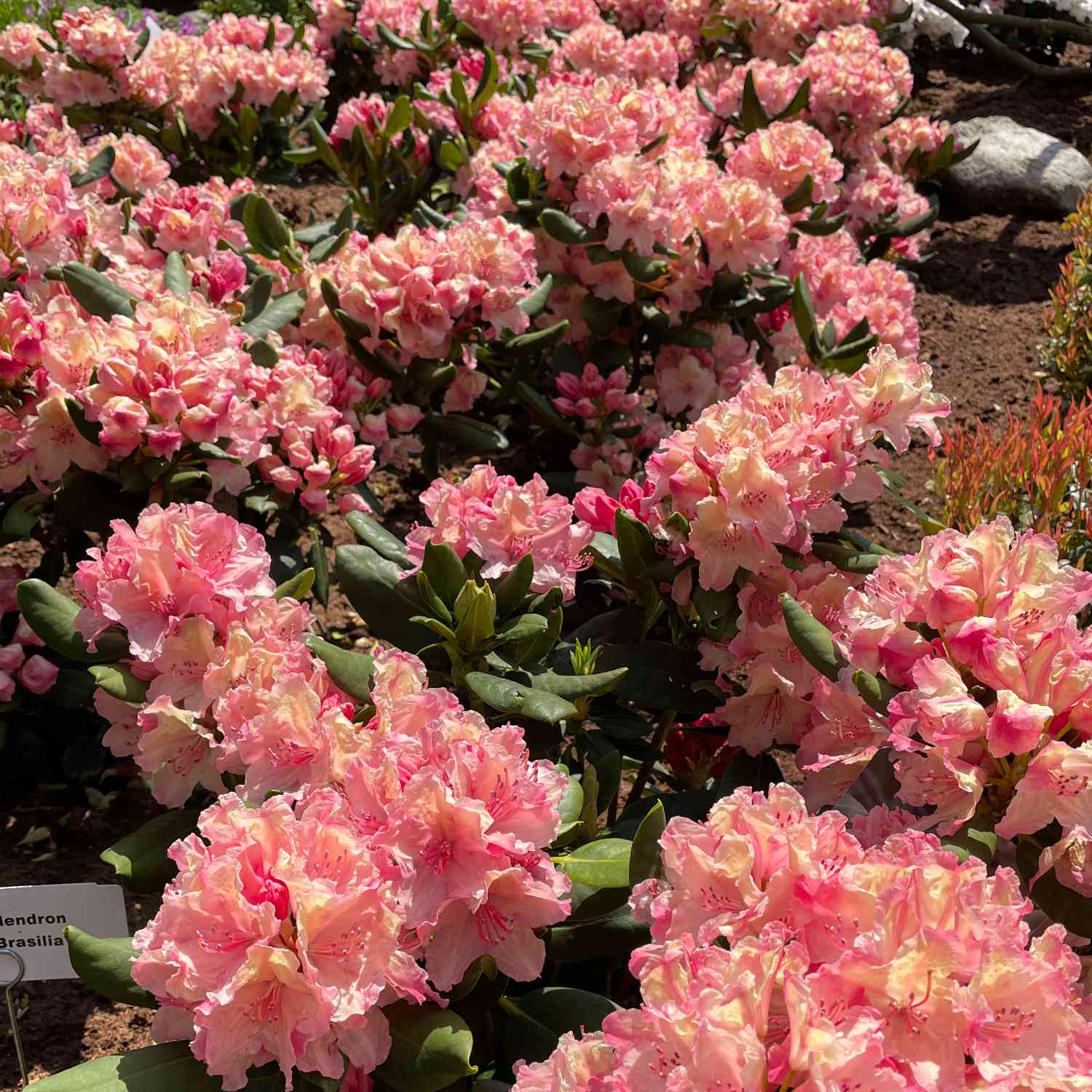 Rhododendron 'Brasilia®' Rhododendron 'Brasilia®'
