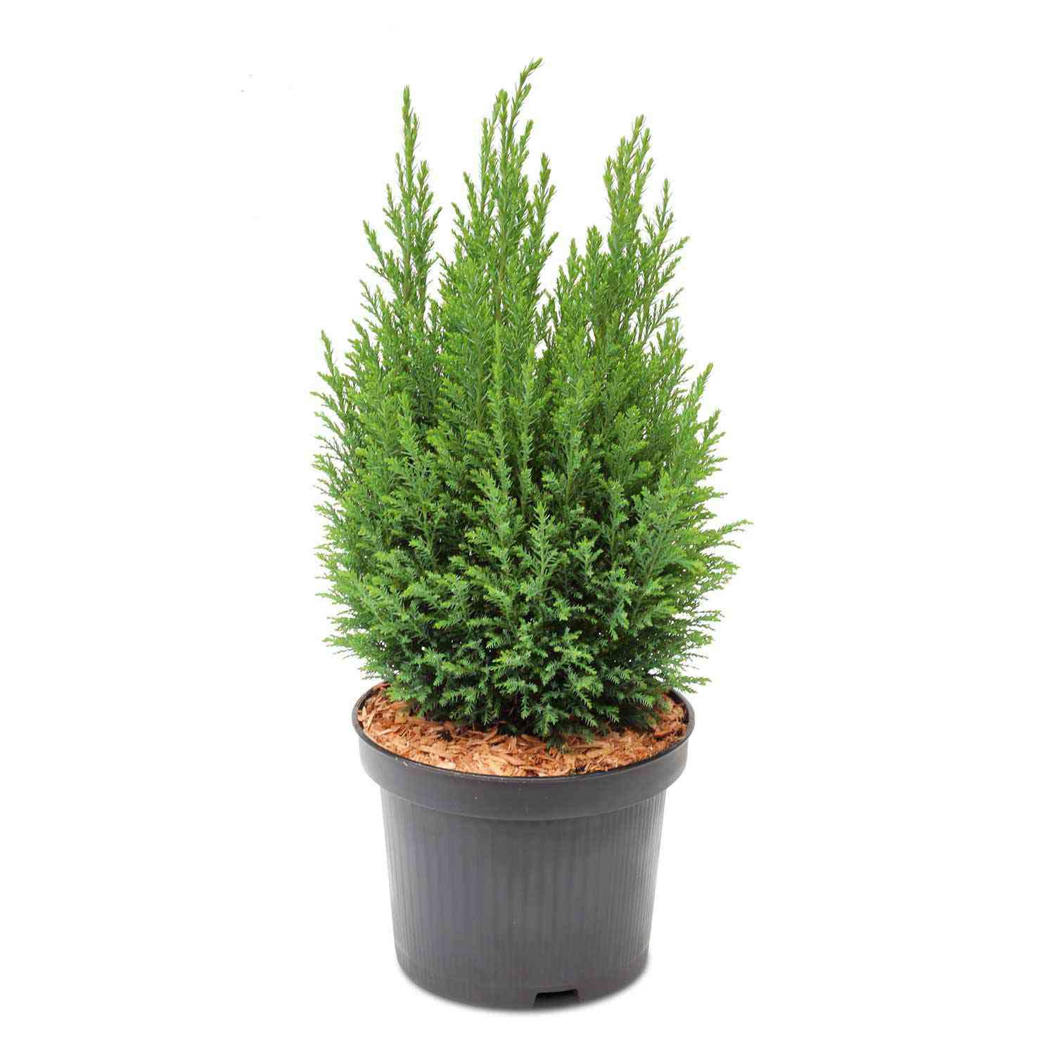 Säulenzypresse 'Ellwoodii' Säulenzypresse 'Ellwoodii'