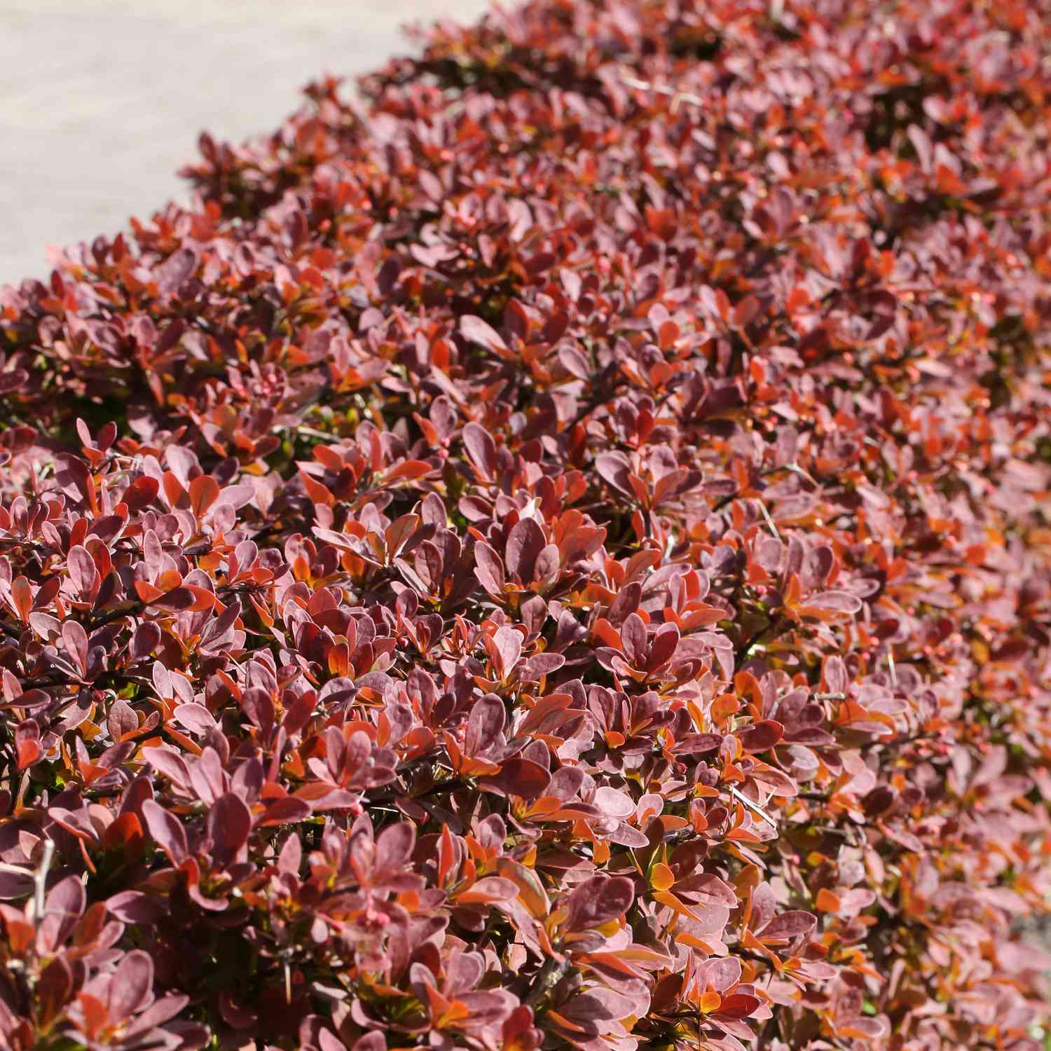 Blutberberitze 'Atropurpurea'