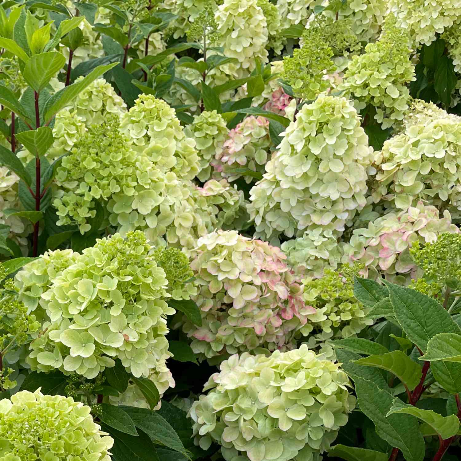Zwerg-Rispenhortensie 'Bombshell'® Zwerg-Rispenhortensie 'Bombshell'®
