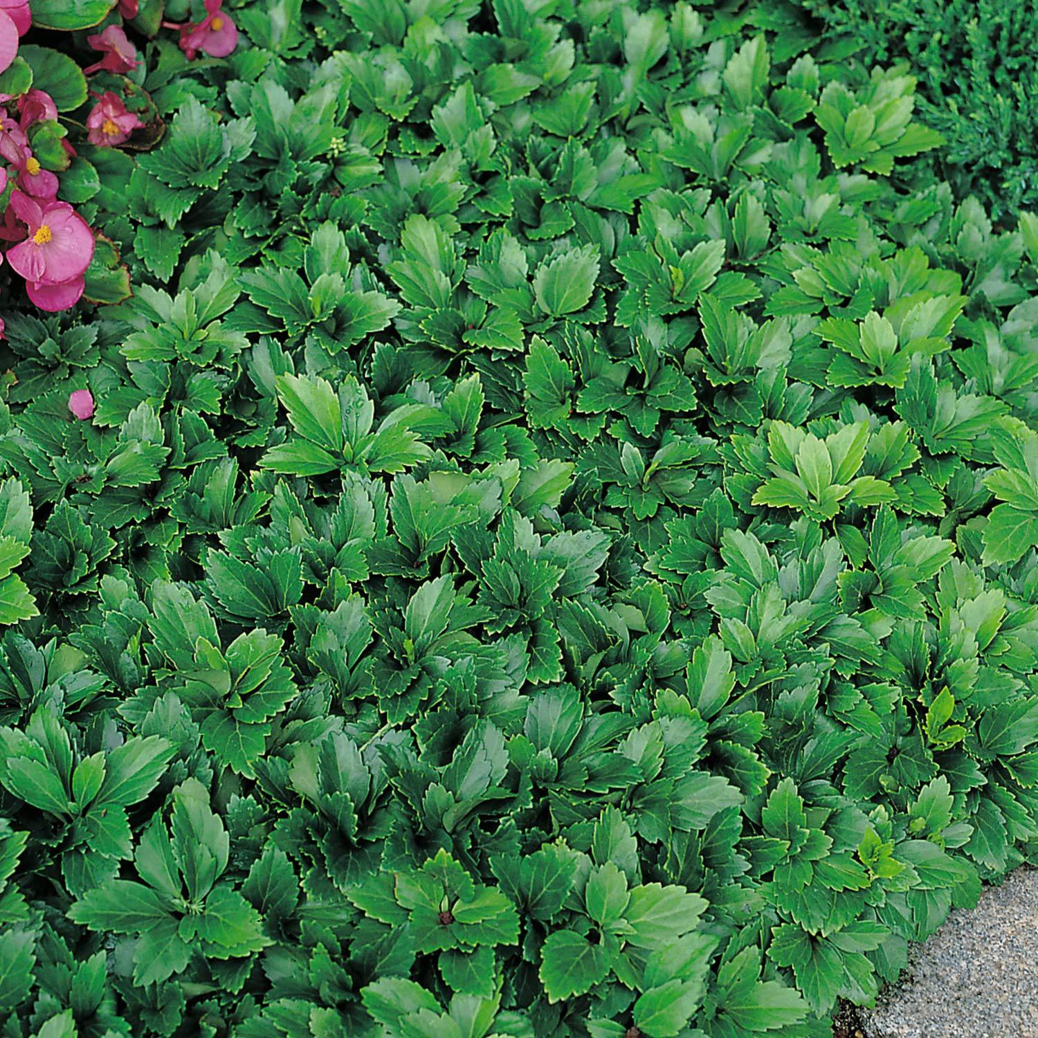 Schattengrün 'Compacta' Liefergröße: 4 - 7 Triebe