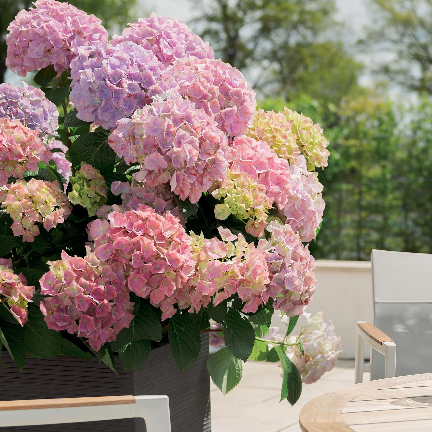 Ballhortensie 'Dolly Buster®', 5 Liter, 40 - 60 cm Liefergröße: 40 - 60 cm