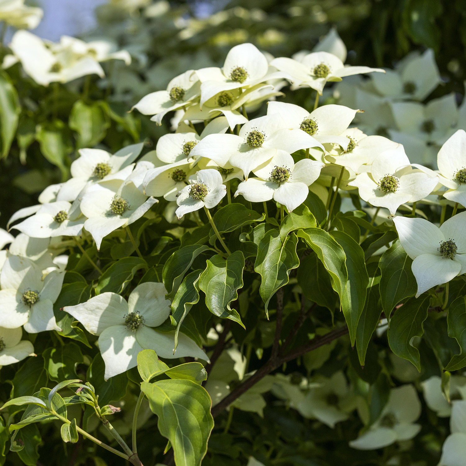 Chinesischer Blumen-Hartriegel 'Milky Way' Lieferform: Im 5 Liter Topf