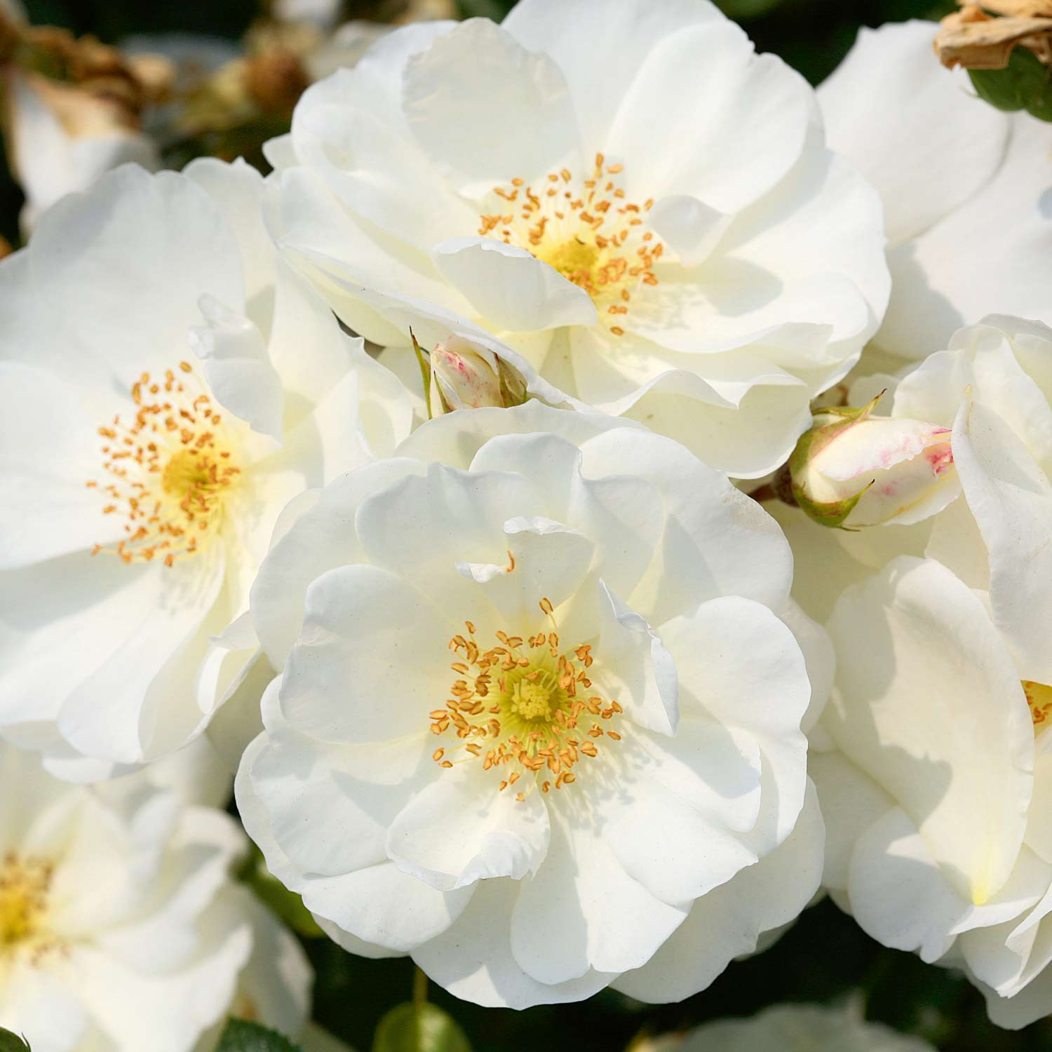 Bodendeckerrose 'Flower Carpet® Schneeflocke®' ADR Liefergröße: A-Qualität, mindestens 3 starke Triebe