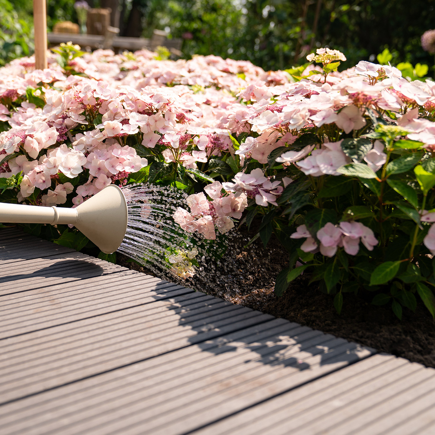 Hortensie 'Bloombuster® Weiß'