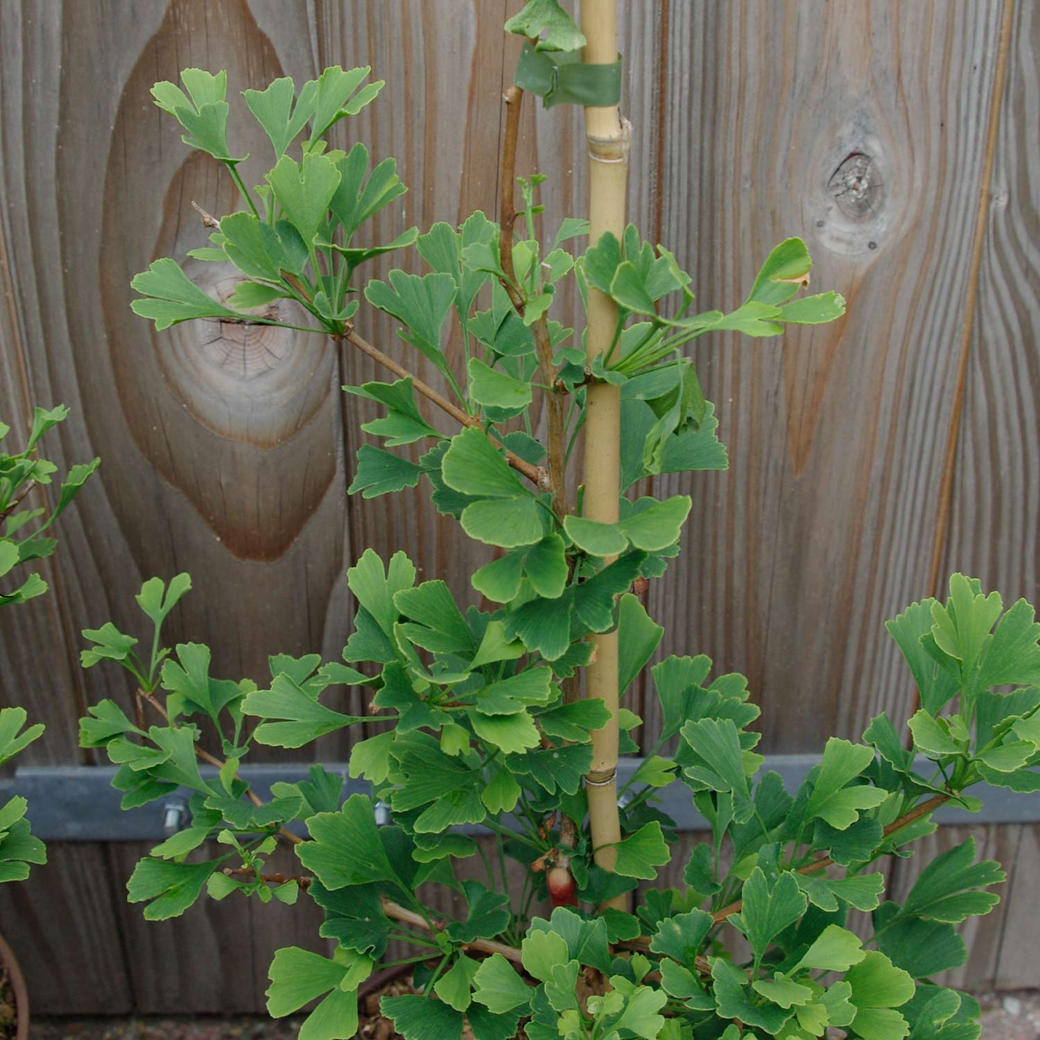 Zwerg-Fächerblattbaum 'Little Emperor' 5 Liter, 80 - 100 cm Liefergröße: 80 - 100 cm
