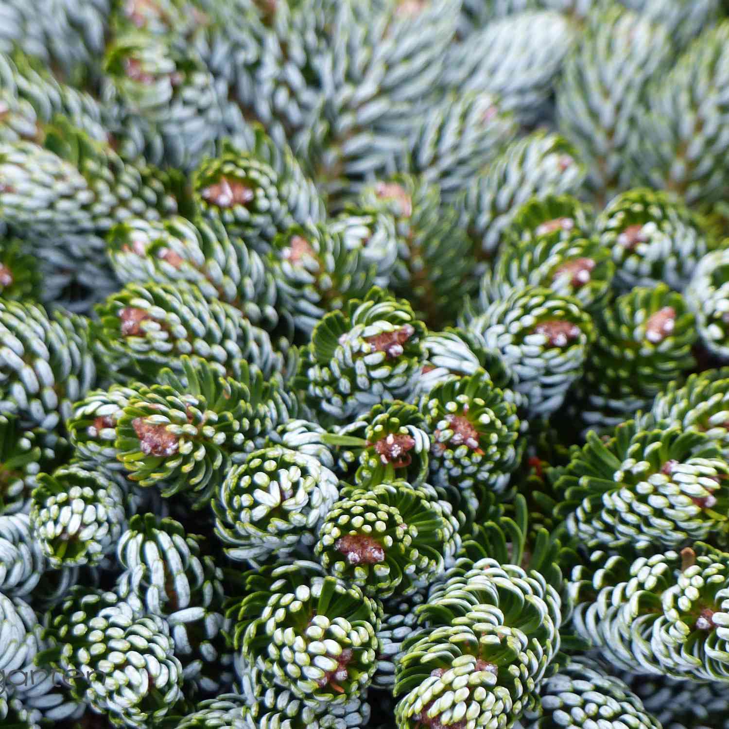 Eissilberne Zwerg-Lockentanne 'Kohout's Icebreaker®' -  Koreatanne Eissilberne Zwerg-Lockentanne 'Kohout's Icebreaker®' -  Koreatanne