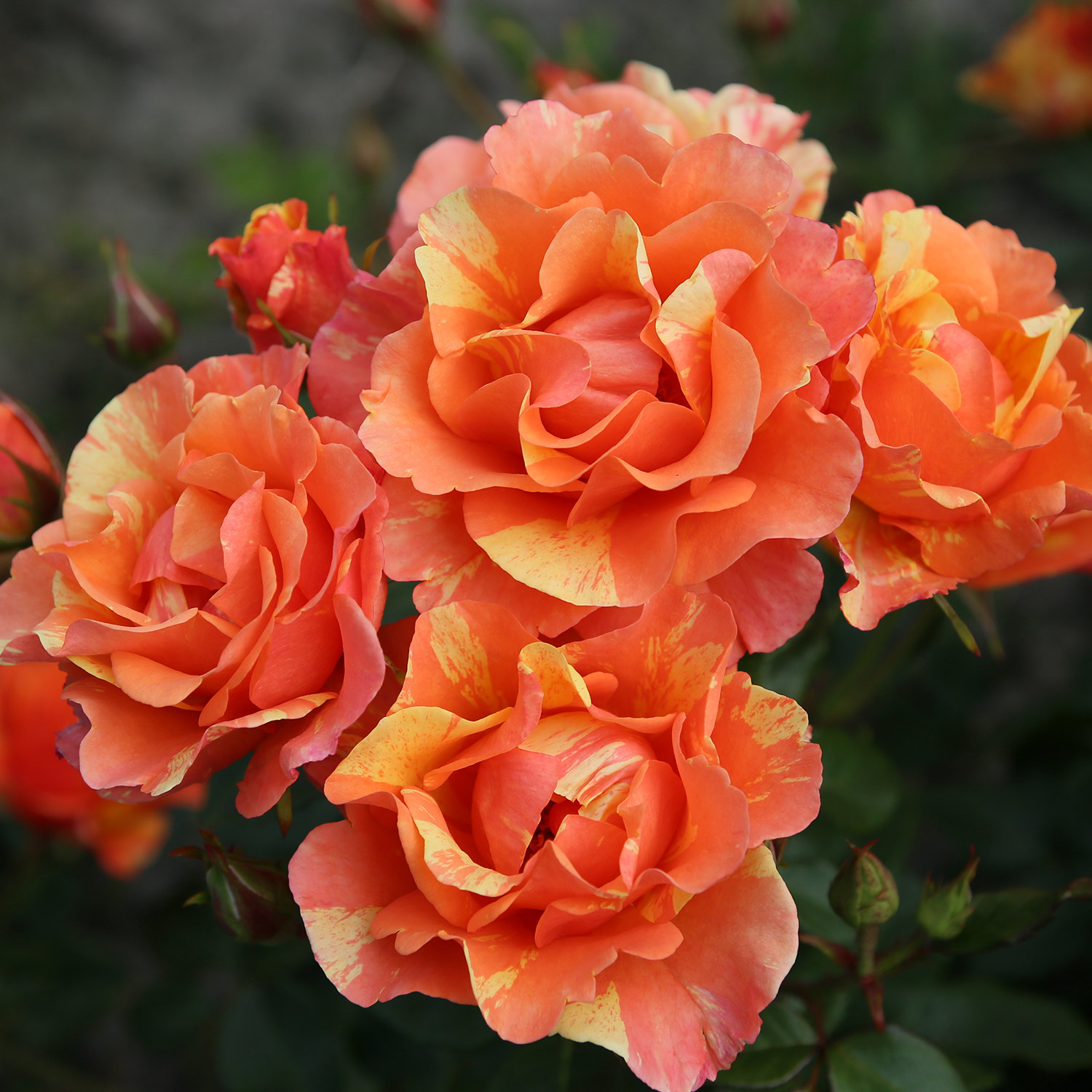 Beetrose 'Lollipop®' 