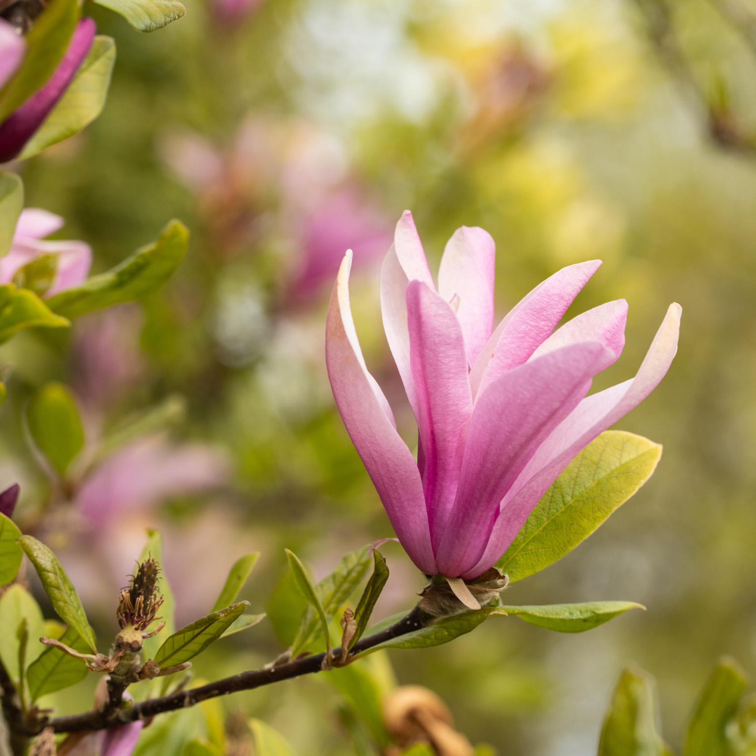 Purpurmagnolie 'Susan'