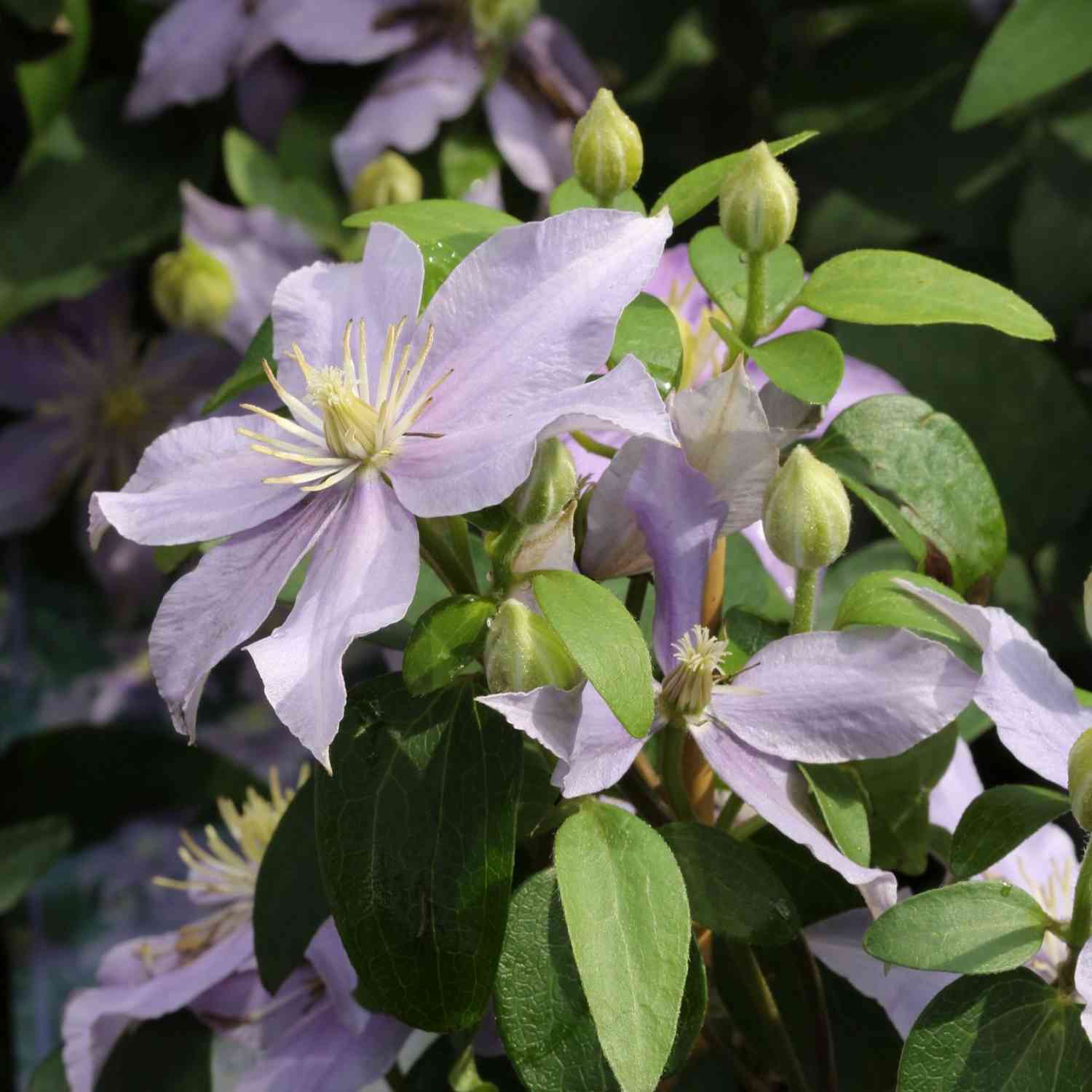 Clematis 'Justa'