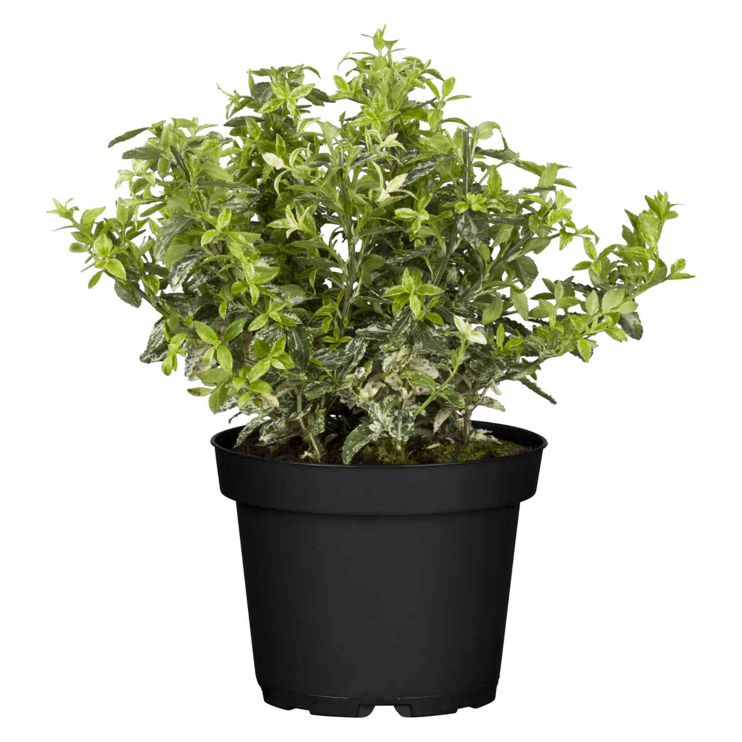 Kriechspindel 'Harlequin'