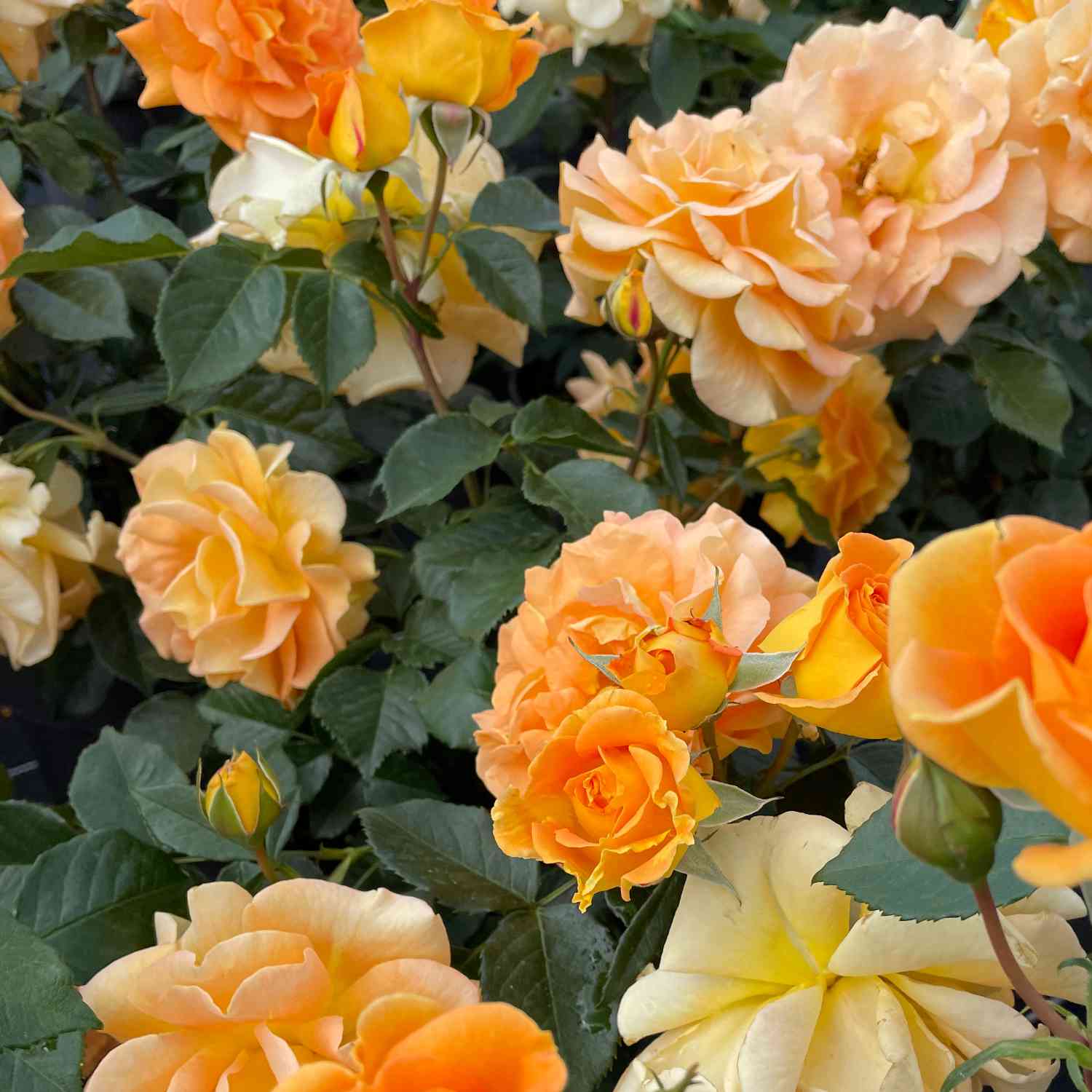 Beetrose 'Hansestadt Rostock' Beetrose 'Hansestadt Rostock'