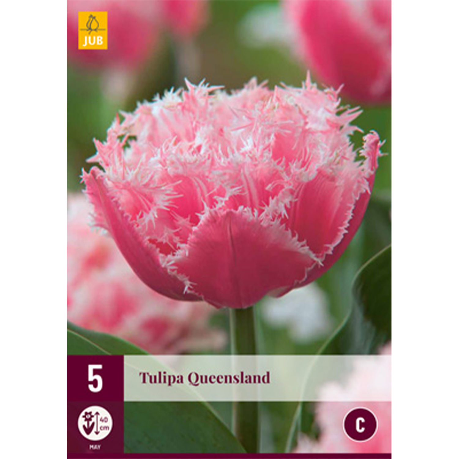 Gefranste Tulpe 'Queensland' - 5 Stück Liefergröße: Zwiebelgröße 11/12 cm