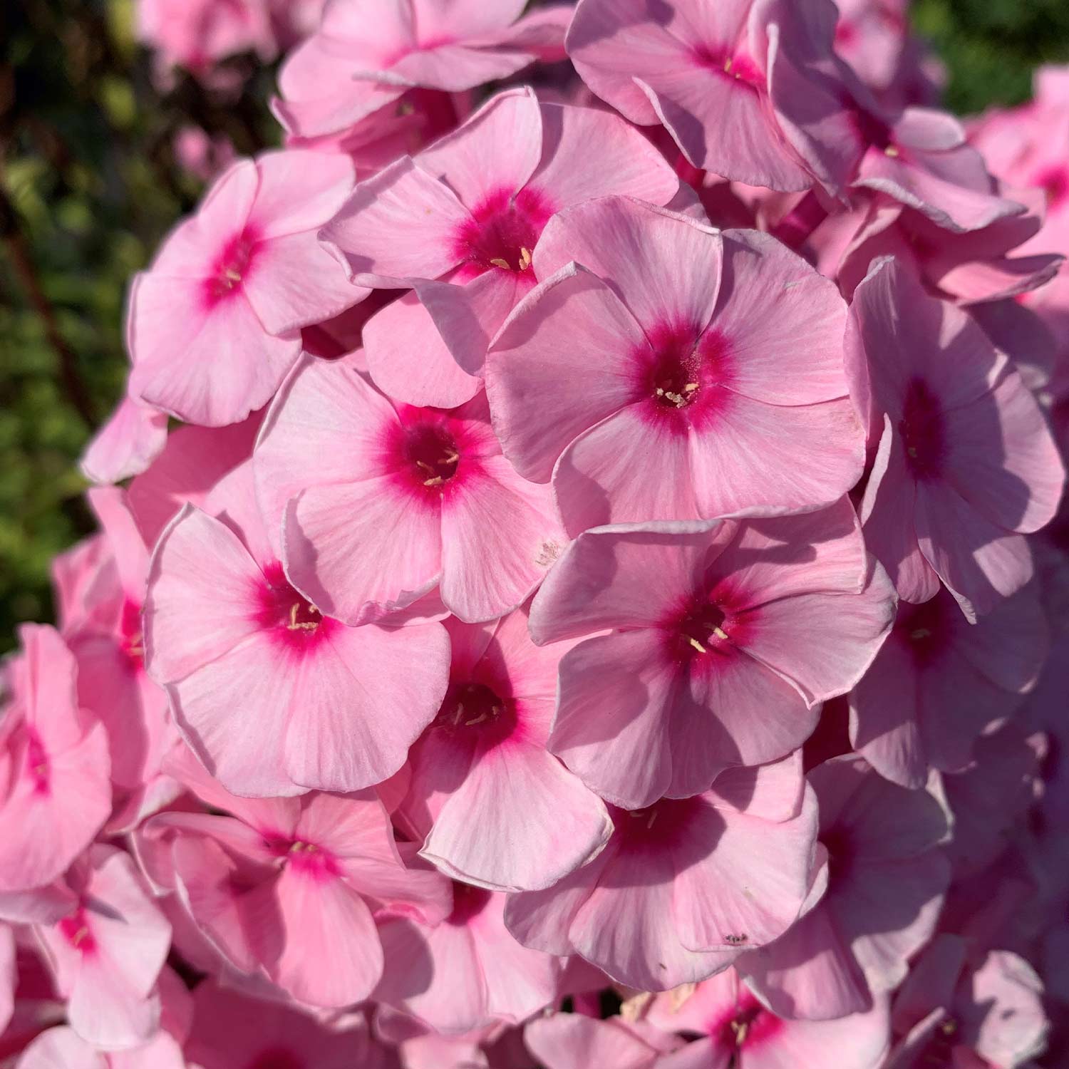 Kategorie <b>Stauden </b> - Edelphlox Landhochzeit Lieferform: Im Topf - Phlox paniculata