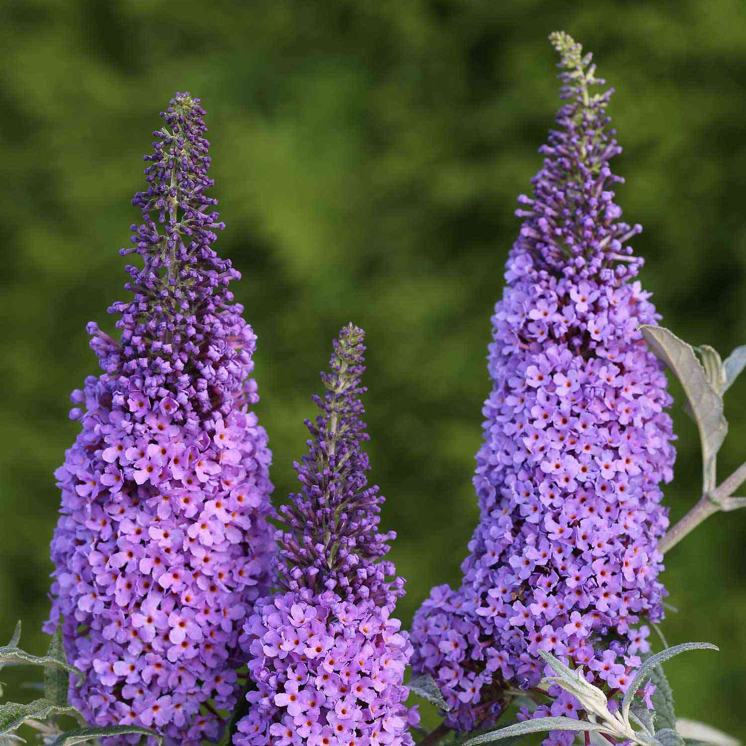 Zwerg-Schmetterlingsflieder 'BUZZ Sky Blue'