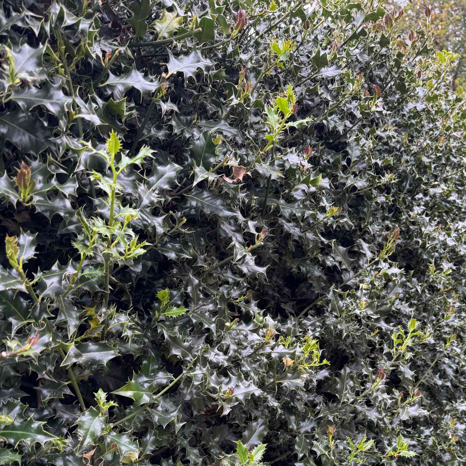 Stechpalme 'Heckenblau®'