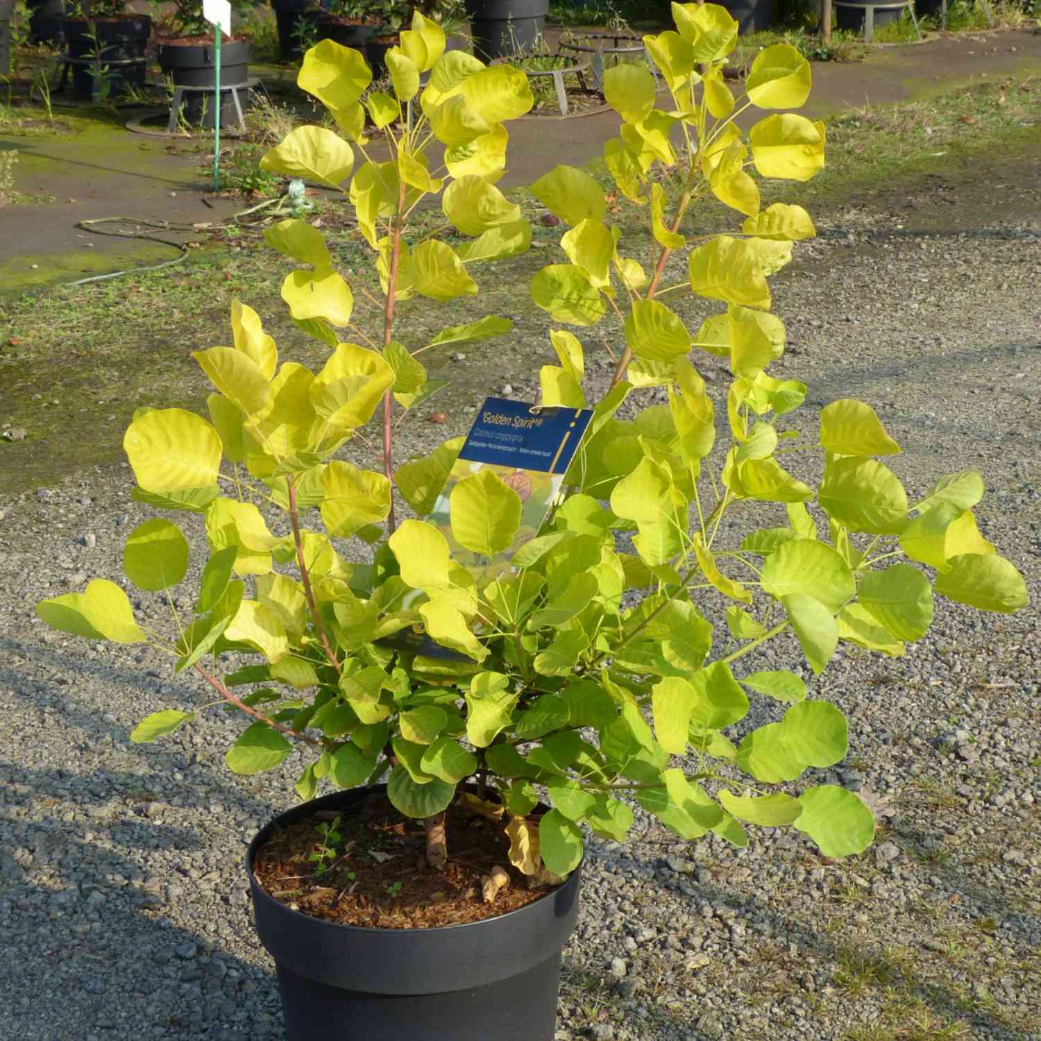 Perückenstrauch 'Golden Spirit'