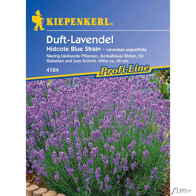 Duft-Lavendel 'Hidcote Blue Strain' Lieferform: Portionssaatgut