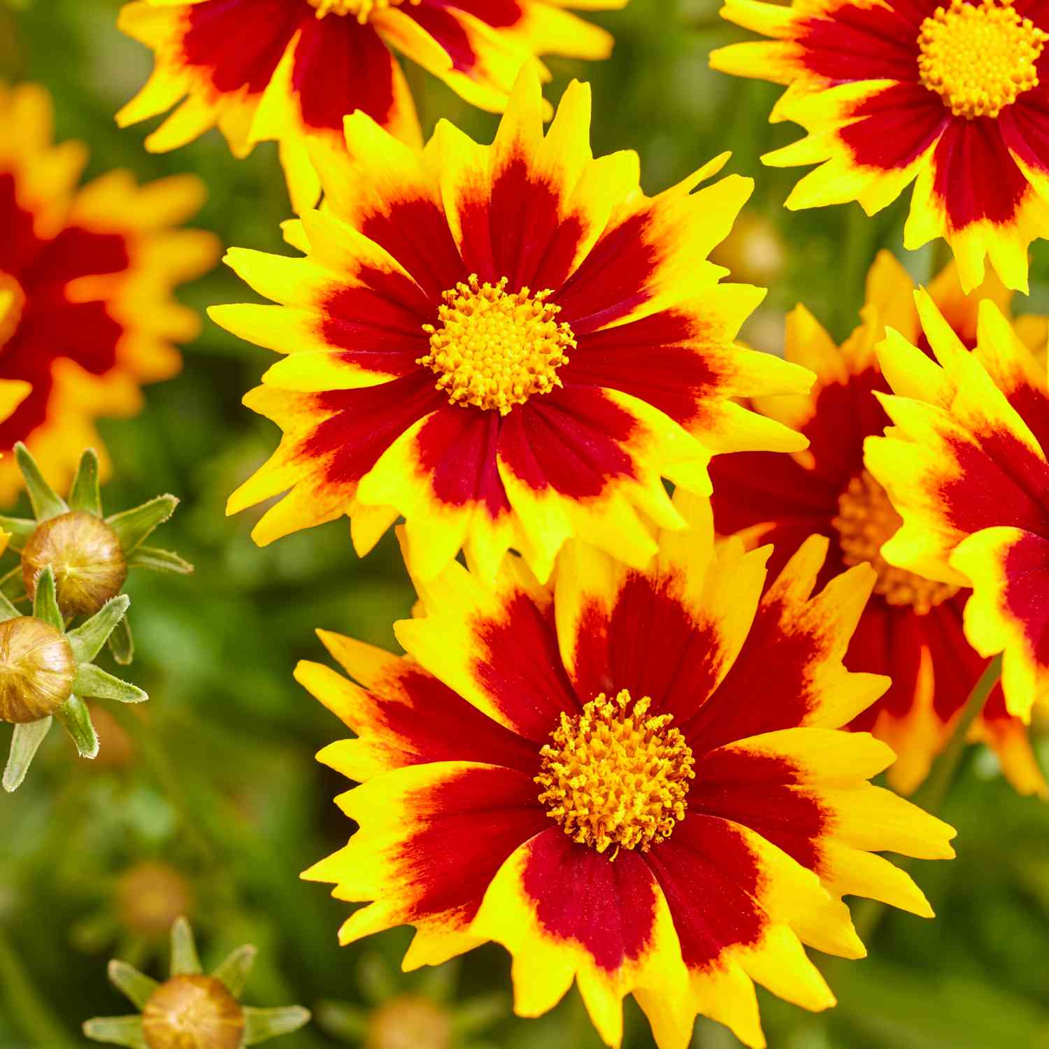 Großblumiges Mädchenauge 'Solar Jewel'
