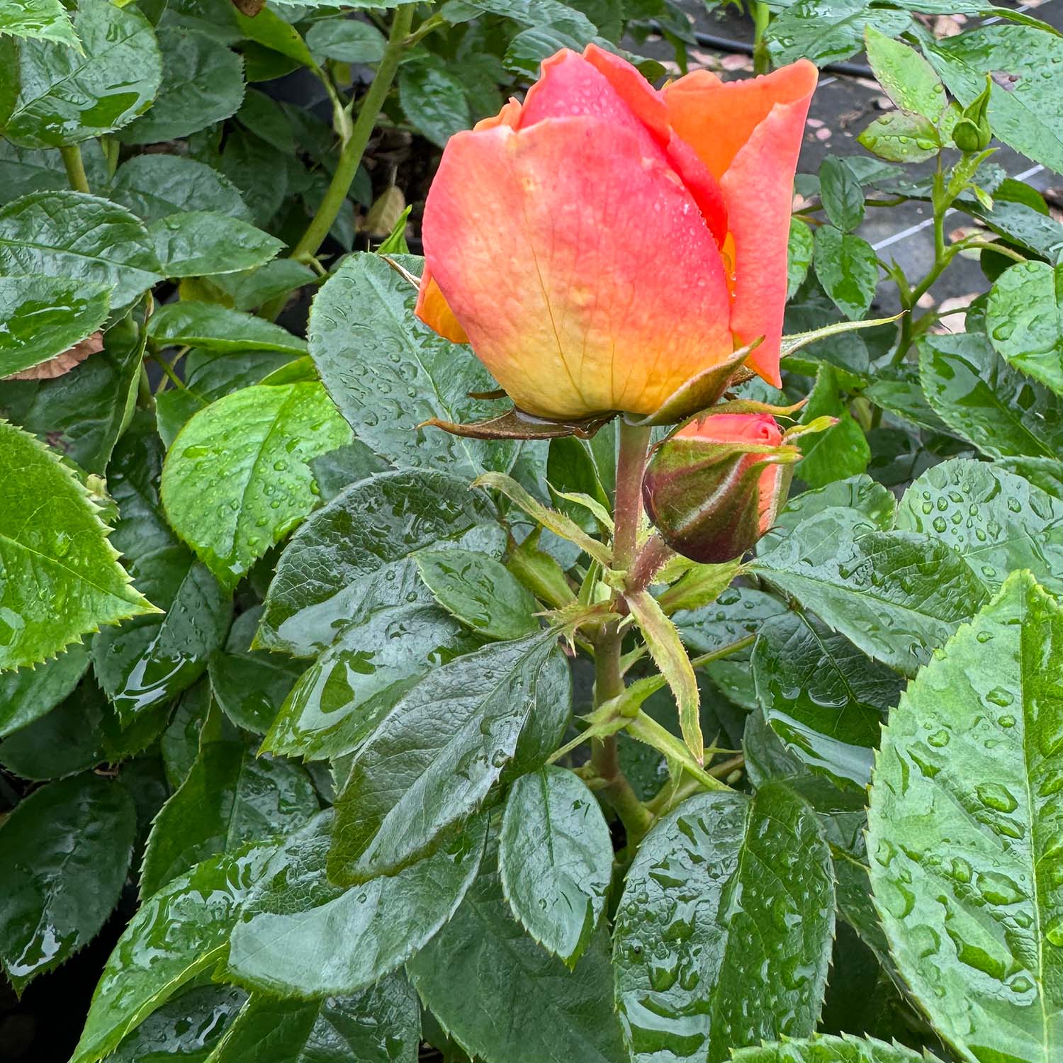 Beetrose 'Hansestadt Rostock' Beetrose 'Hansestadt Rostock'