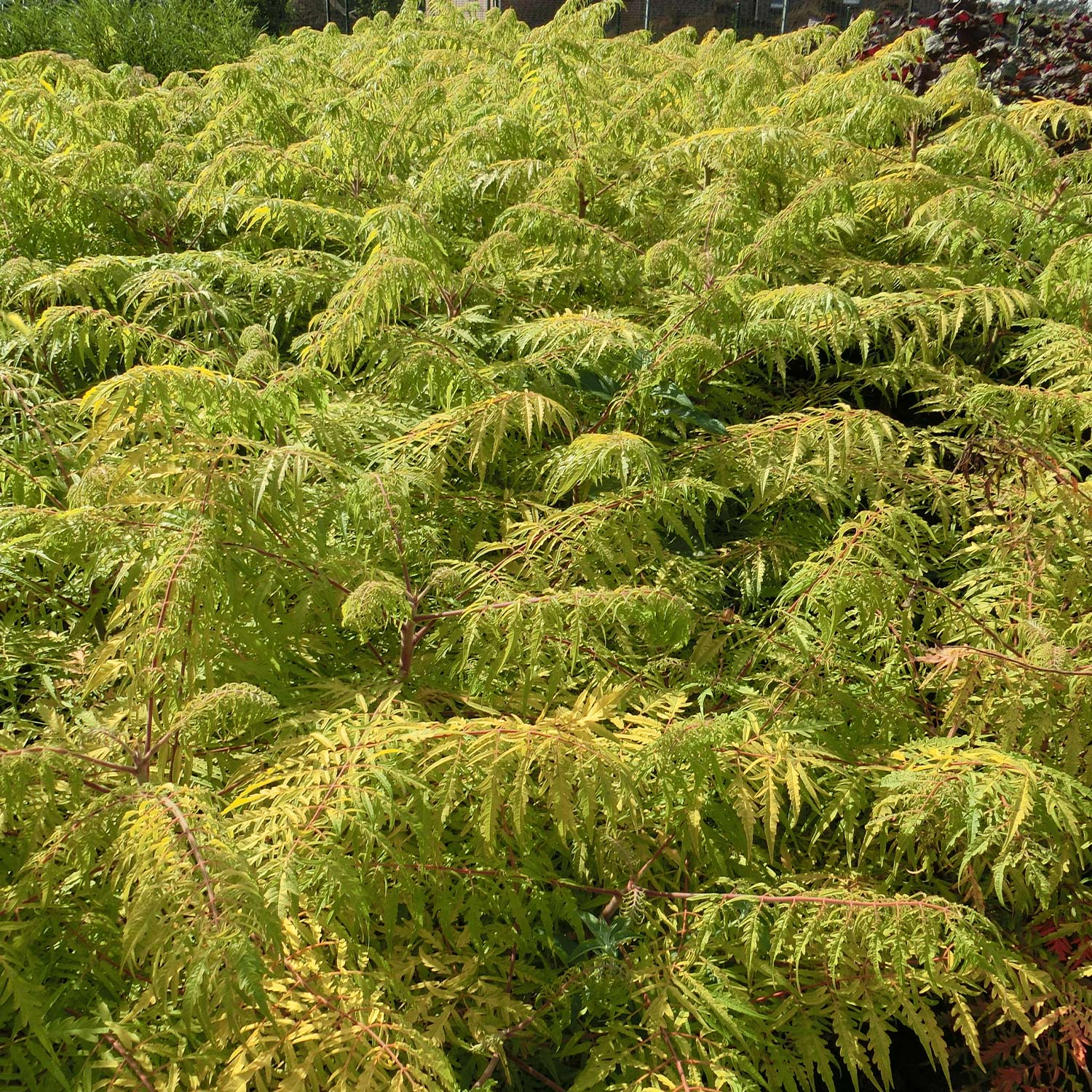 Essigbaum 'Tiger Eyes'
