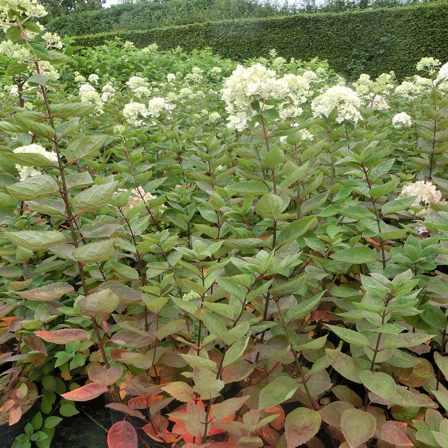 Zwerg-Rispenhortensie 'Bombshell'® 10 Liter Container, 60 - 80 cm Liefergröße: 60 - 80 cm