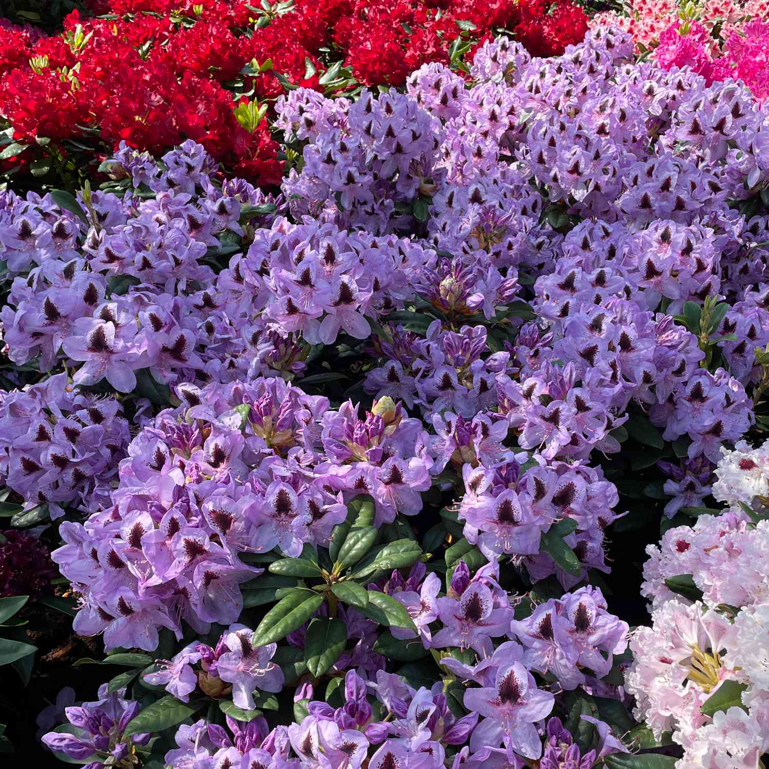 Rhododendron 'Metallica' Rhododendron 'Metallica'