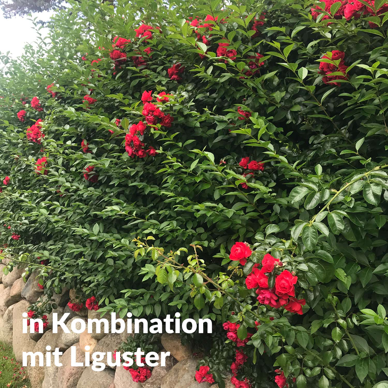Bodendeckerrose 'Gärtnerfreude®' - ADR-Rose