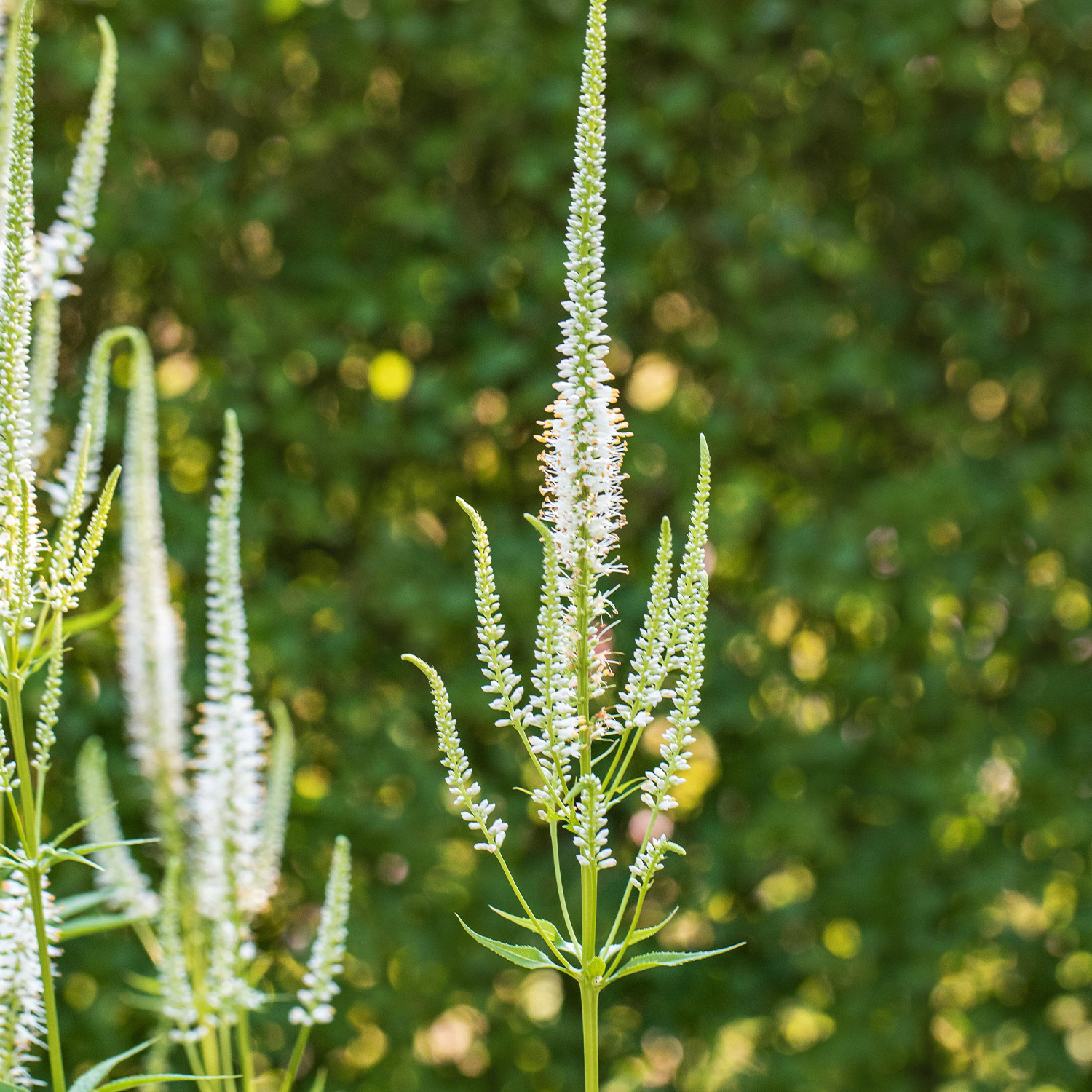 Ehrenpreis 'Schneeriesin' Lieferform: Im 0,5 Liter Topf