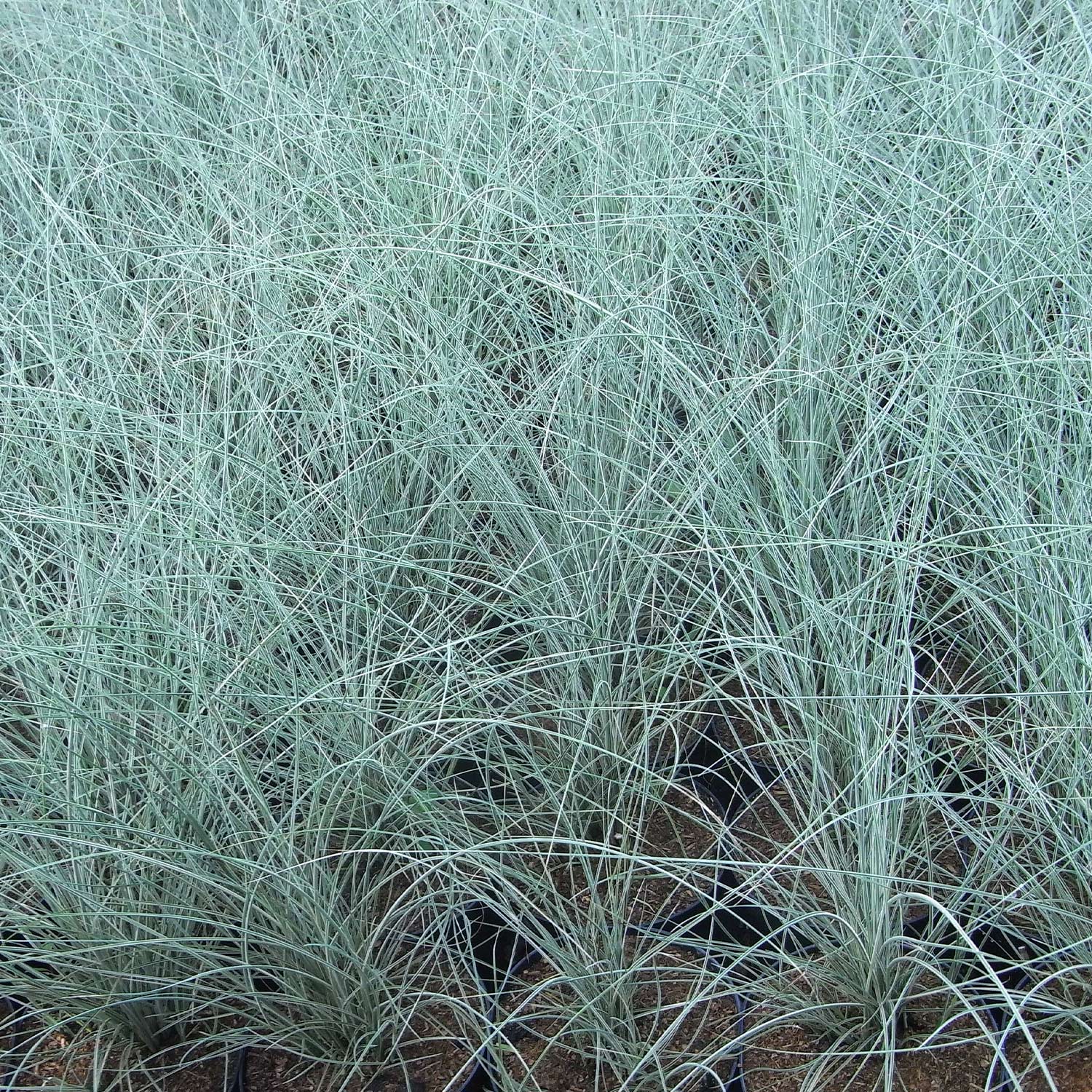 Weißbuntes Chinaschilf 'Morning Light' C3 Lieferform: Im 3 Liter Topf