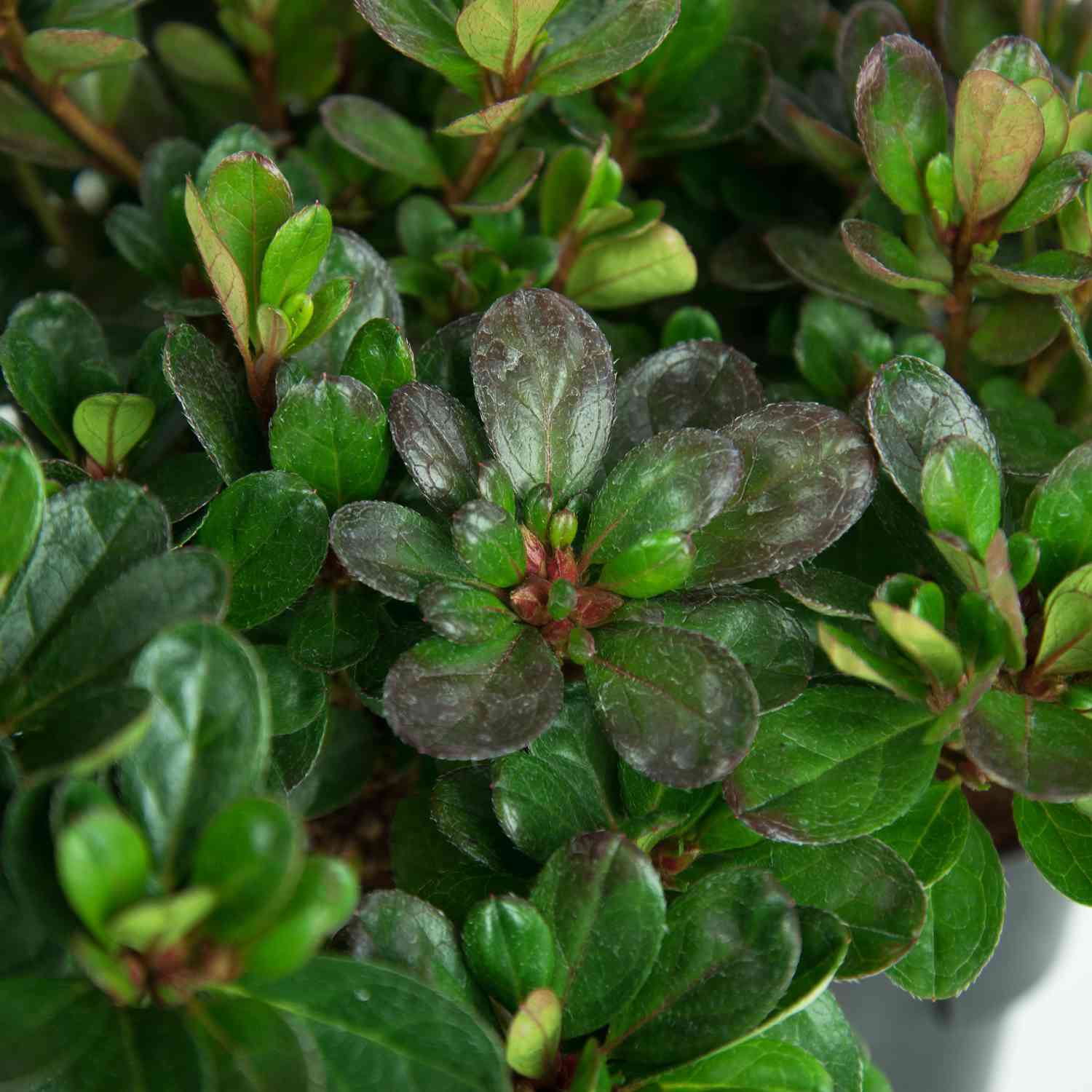 Japanische Azalee 'Canzonetta'