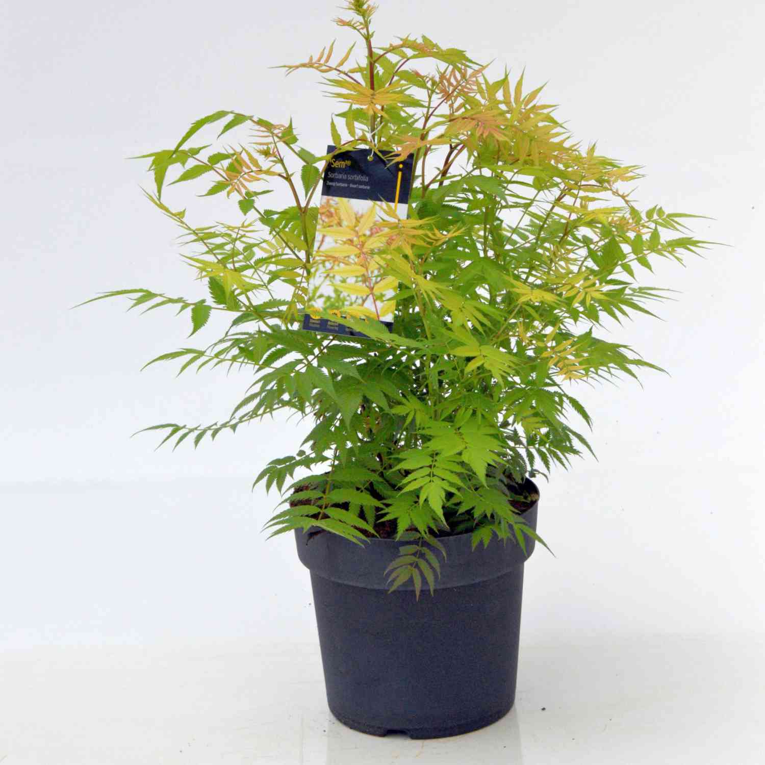 Fiederspiere 'Sem®'
