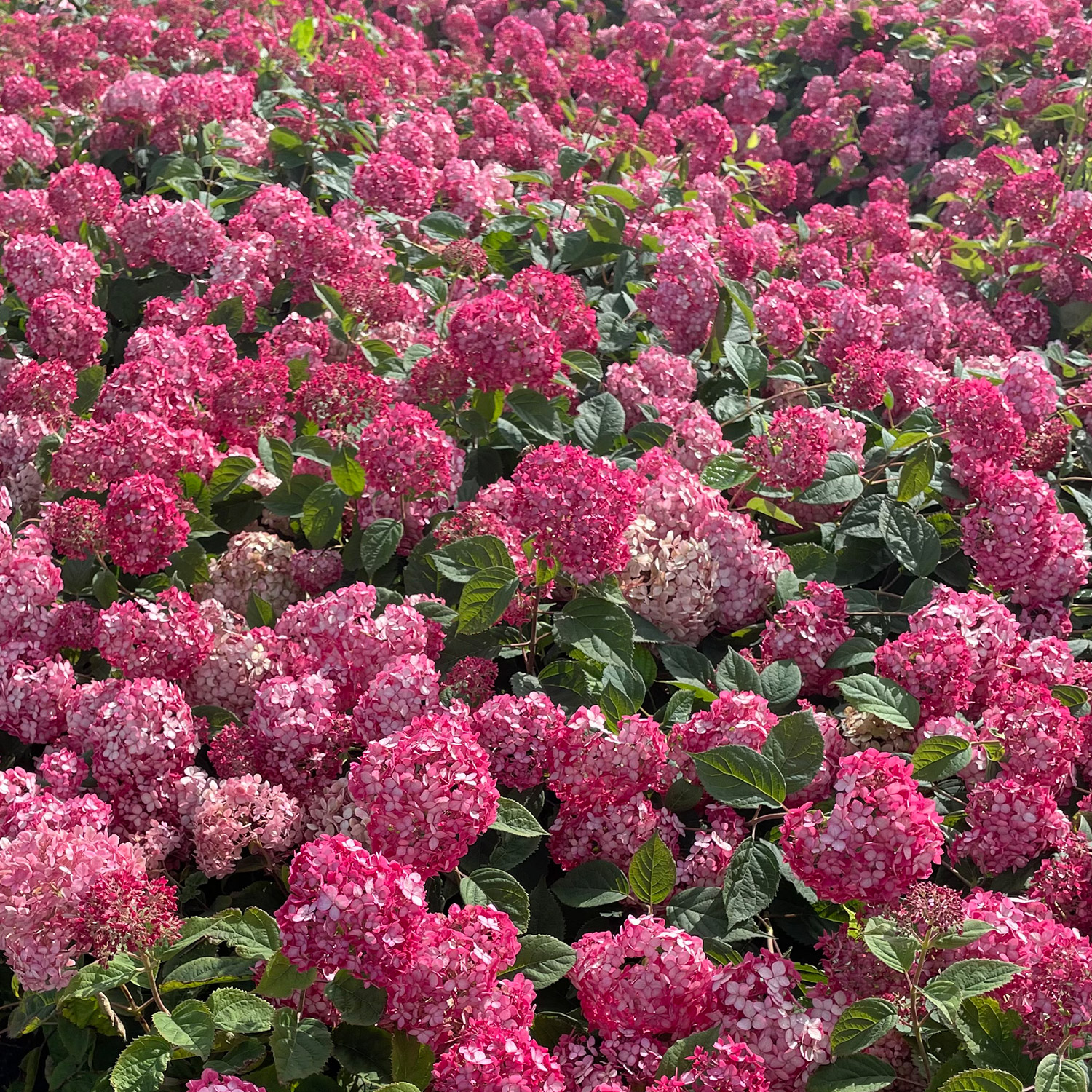 Hortensie 'Cloudi' Hortensie 'Cloudi'