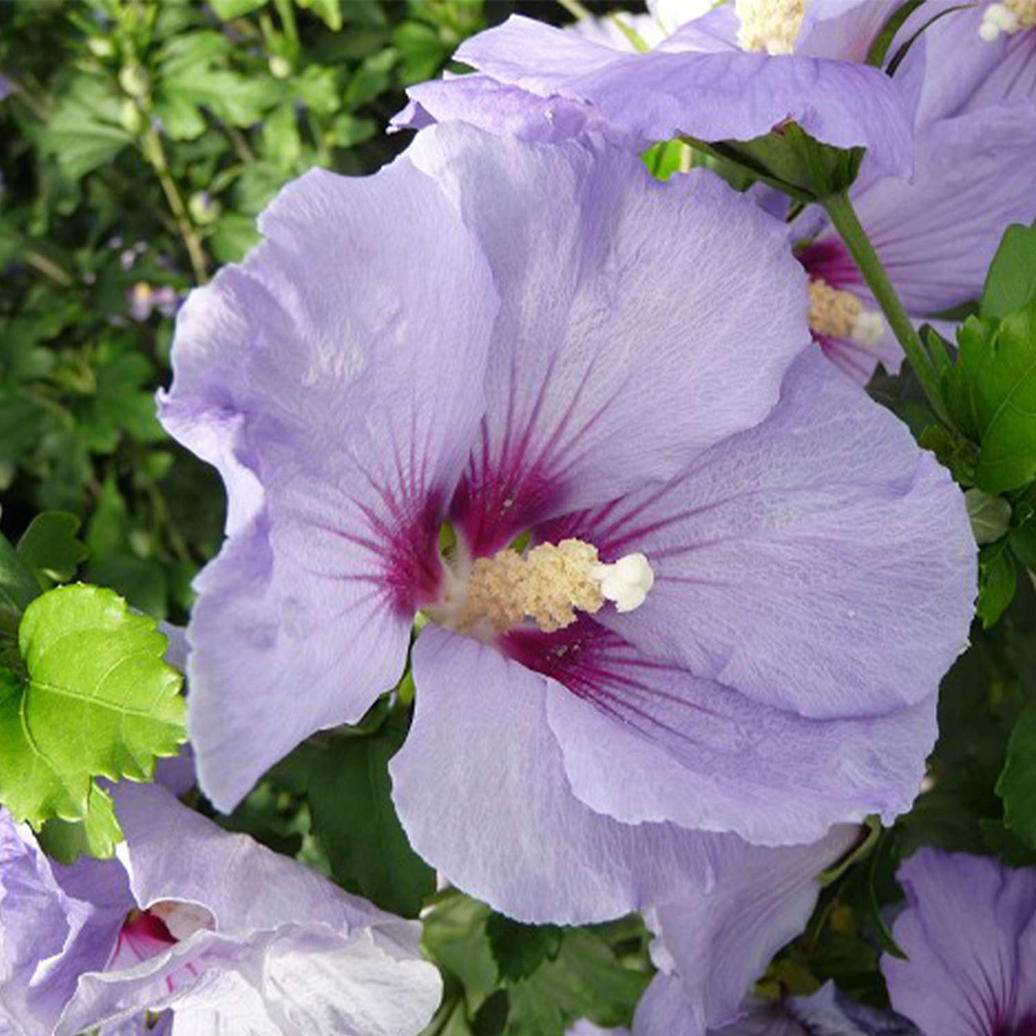Kategorie <b>Blütensträucher und Ziergehölze </b> - Garteneibisch / Hibiskus 'Marina', 3 - 5 Liter, 30 - 40 cm Liefergröße: 30 - 40 cm - Hibiscus syriacus 'Marina'