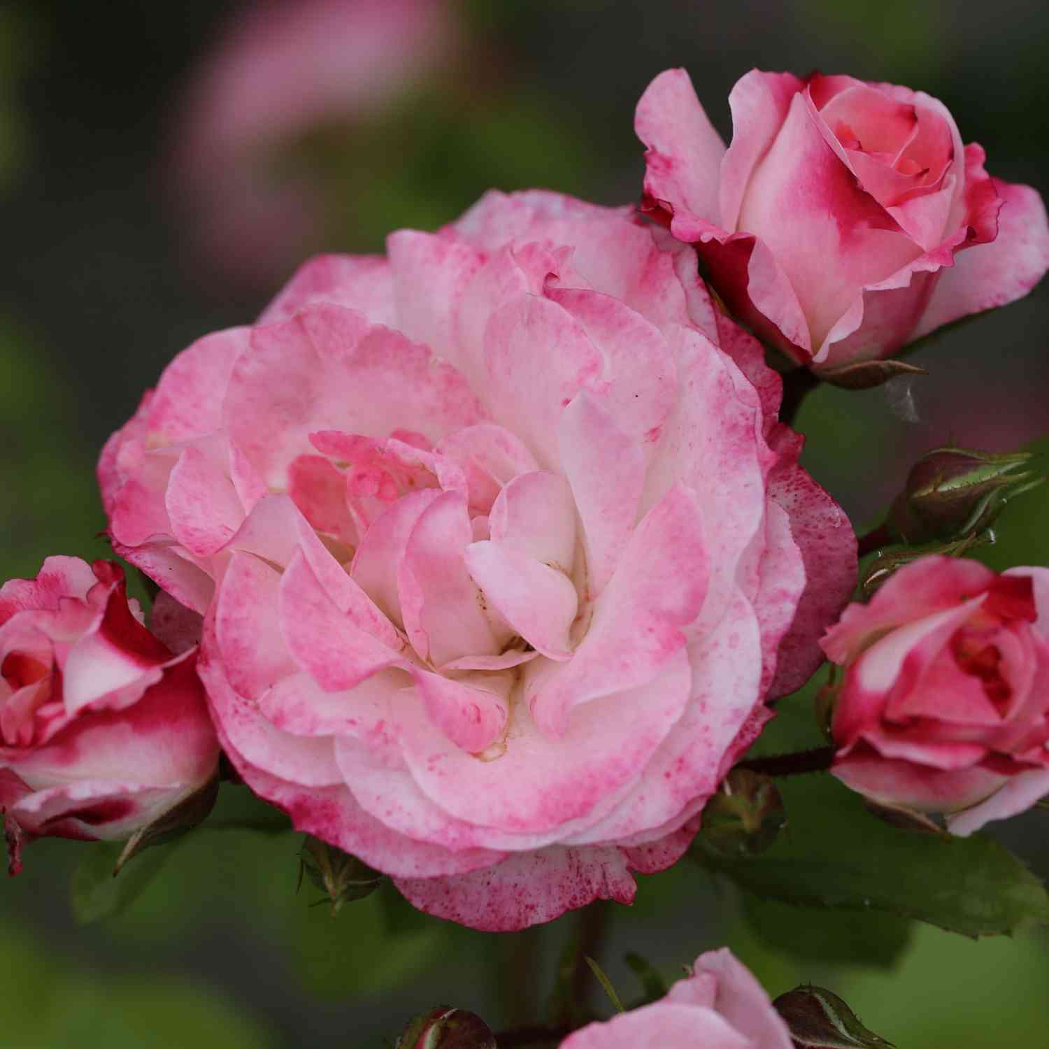 Beetrose 'Aprikola' Beetrose 'Aprikola'