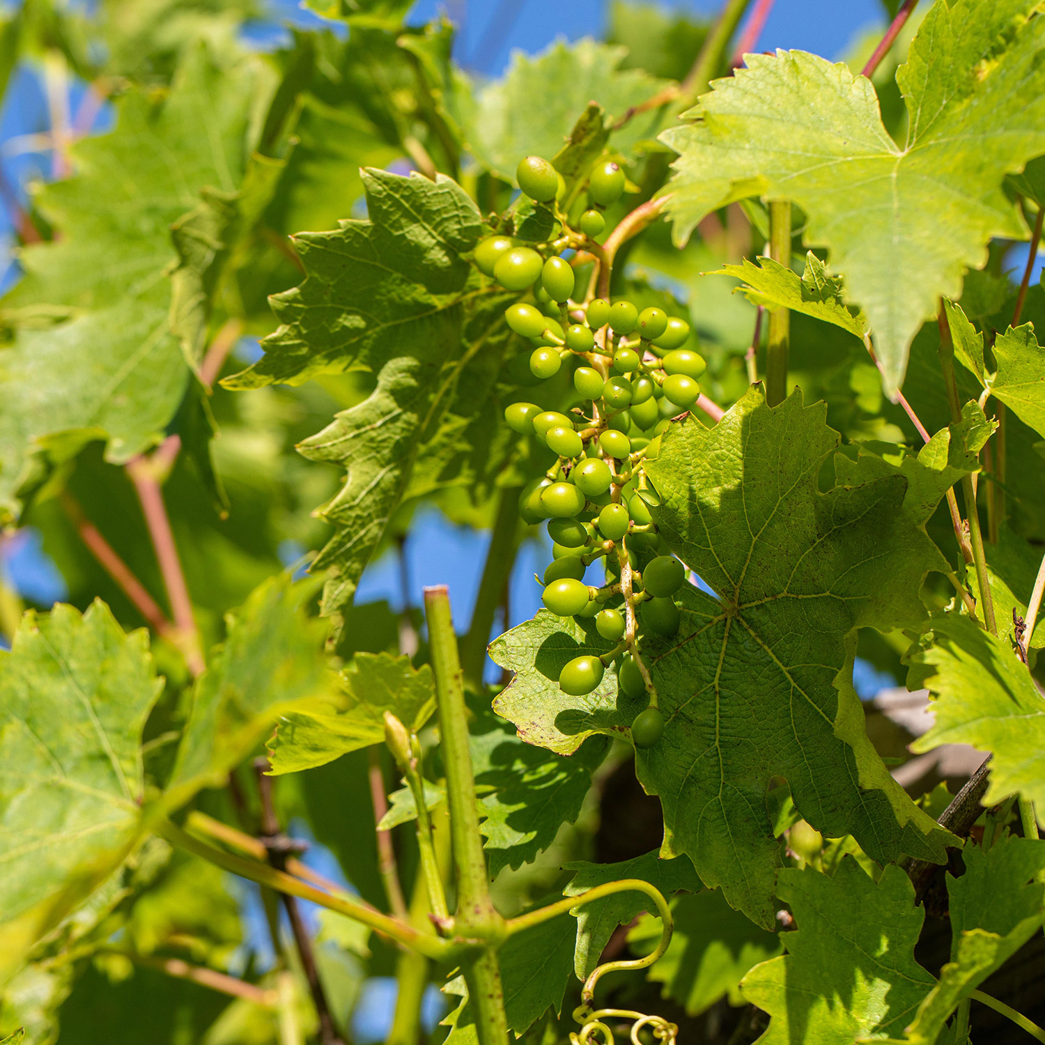 Weintraube 'Romulus' Liefergröße: 80 - 100 cm, gestäbt