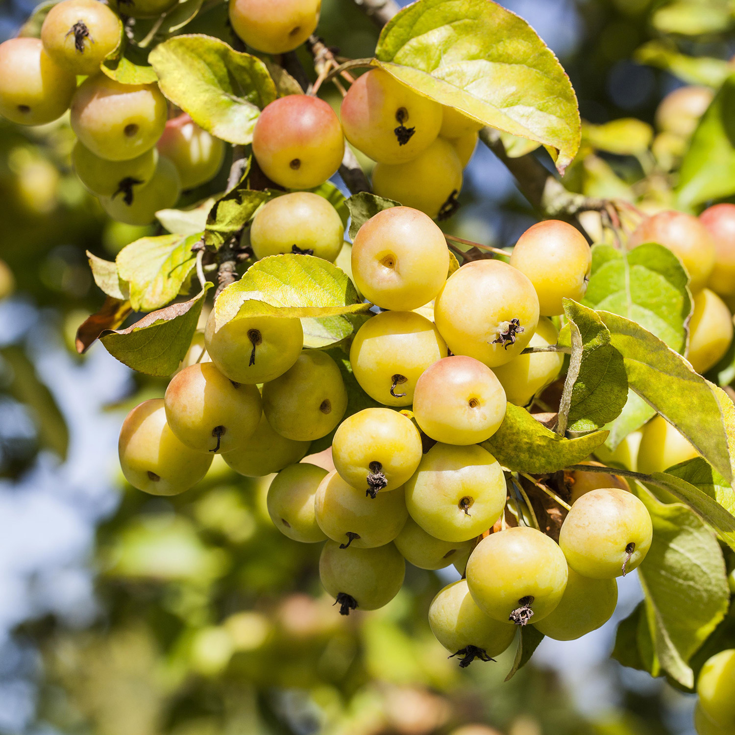 Blütensträucher und Ziergehölze - Zierapfel 'Butterball' Liefergröße: 80-100 cm - Malus 'Butterball'