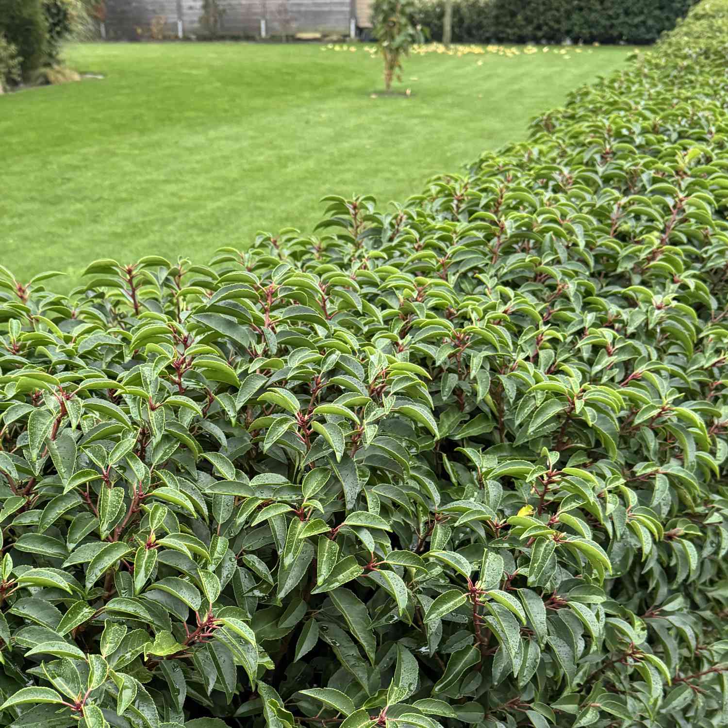 Portugiesische Lorbeerkirsche 'Myrtifolia' Portugiesische Lorbeerkirsche 'Myrtifolia'