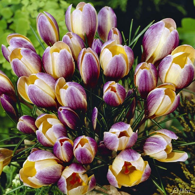 Botanische Krokusse 'Advance' - 15 Stück