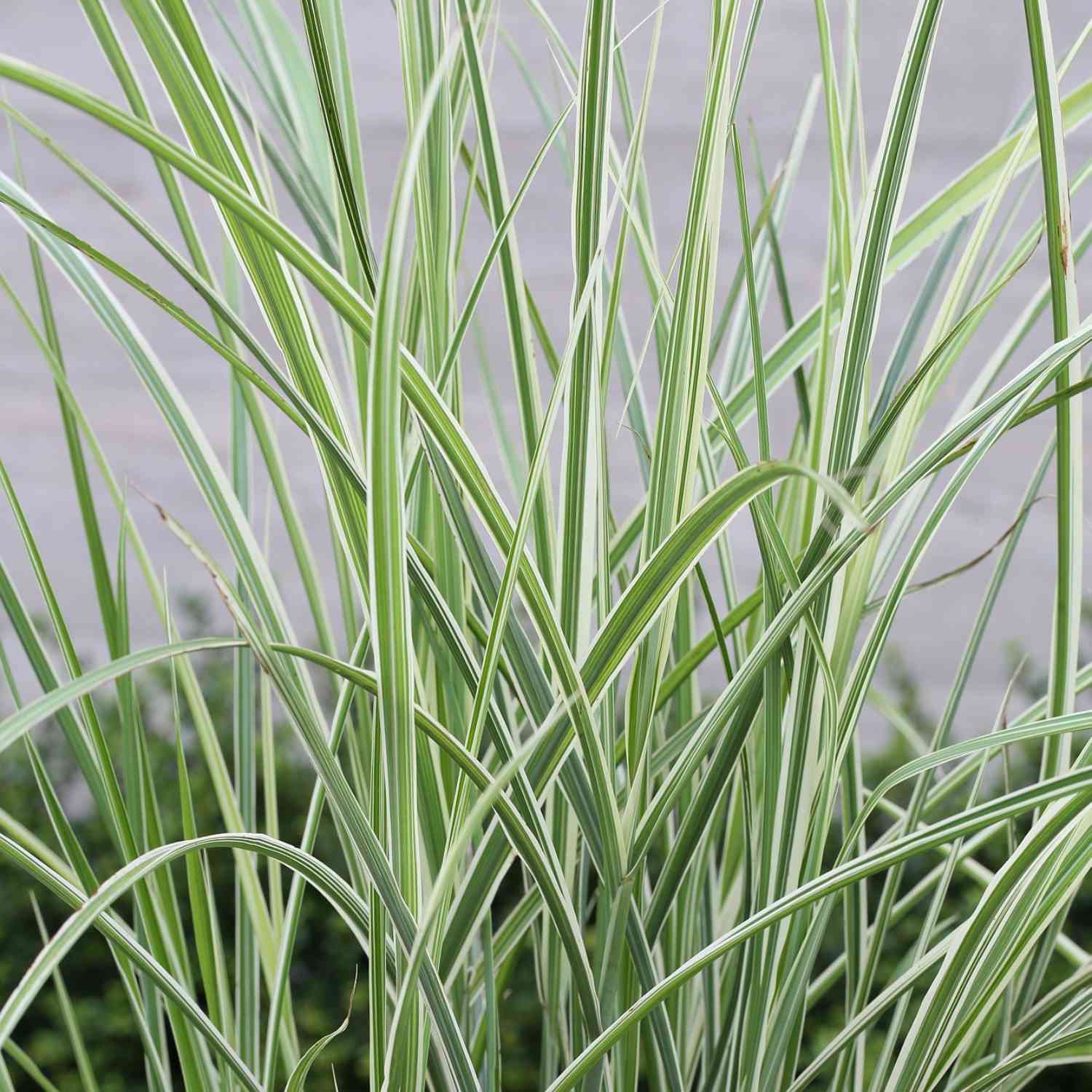 Weißgestreiftes Chinaschilf 'Variegatus'