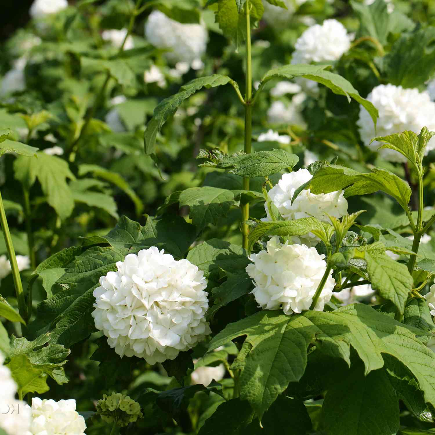 Gefüllter Schneeball 'Roseum' Gefüllter Schneeball 'Roseum'