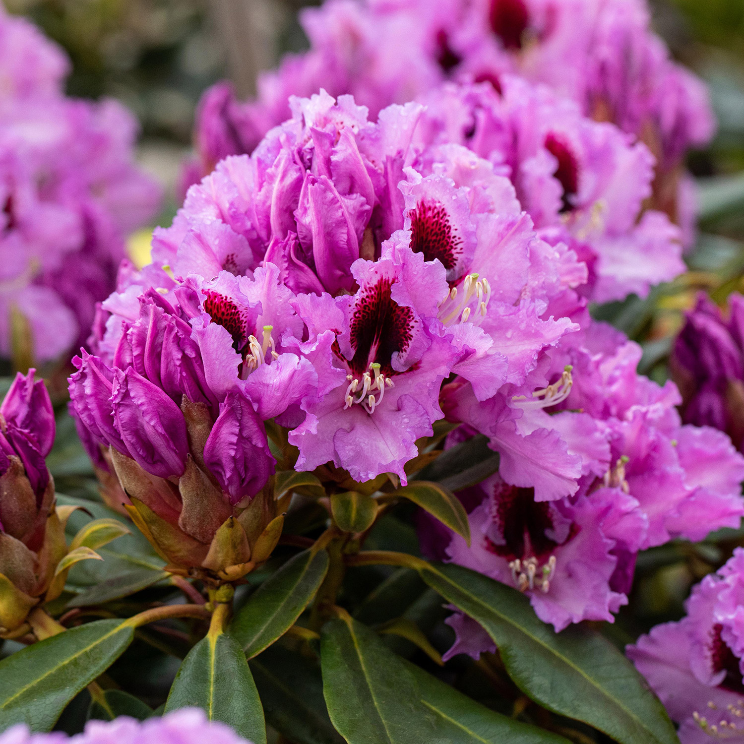 Rhododendron 'Kabarett®' Container, 30 - 40 cm Liefergröße: 30 - 40 cm